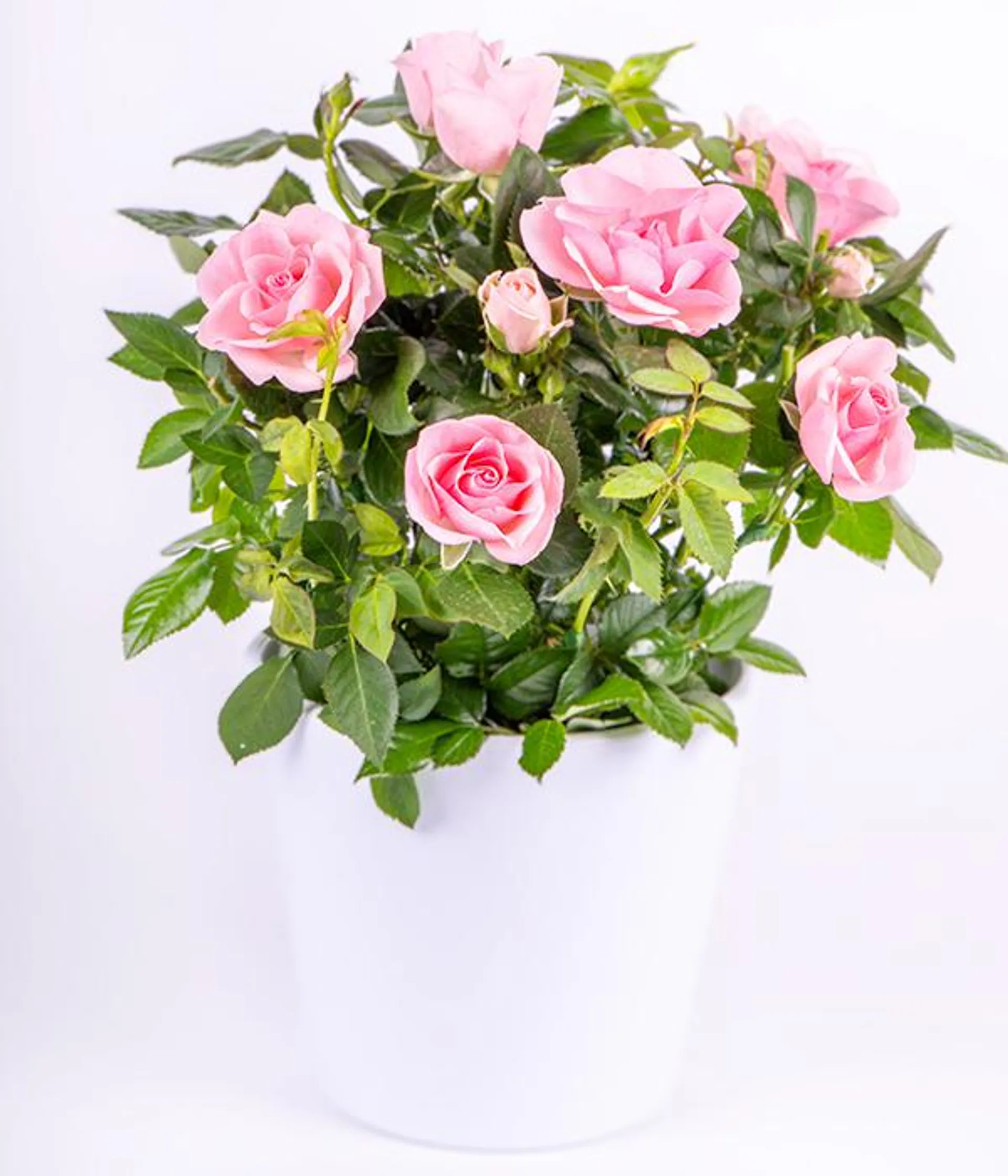 Pink Rose plant
