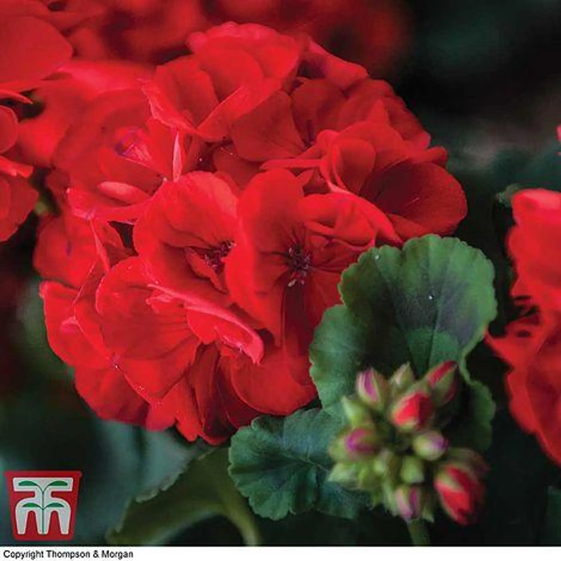 Geranium 'Best Red' F1 Hybrid