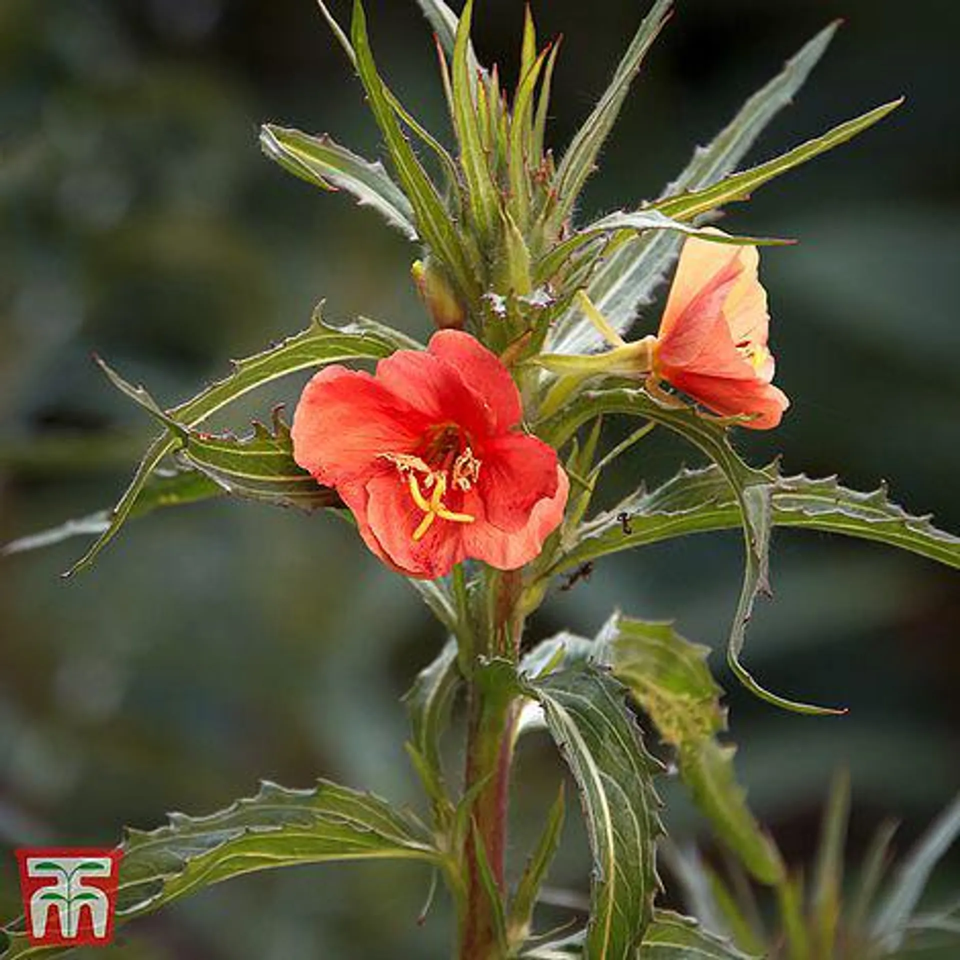 Oenothera versicolor 'Sunset Boulevard' - Seeds