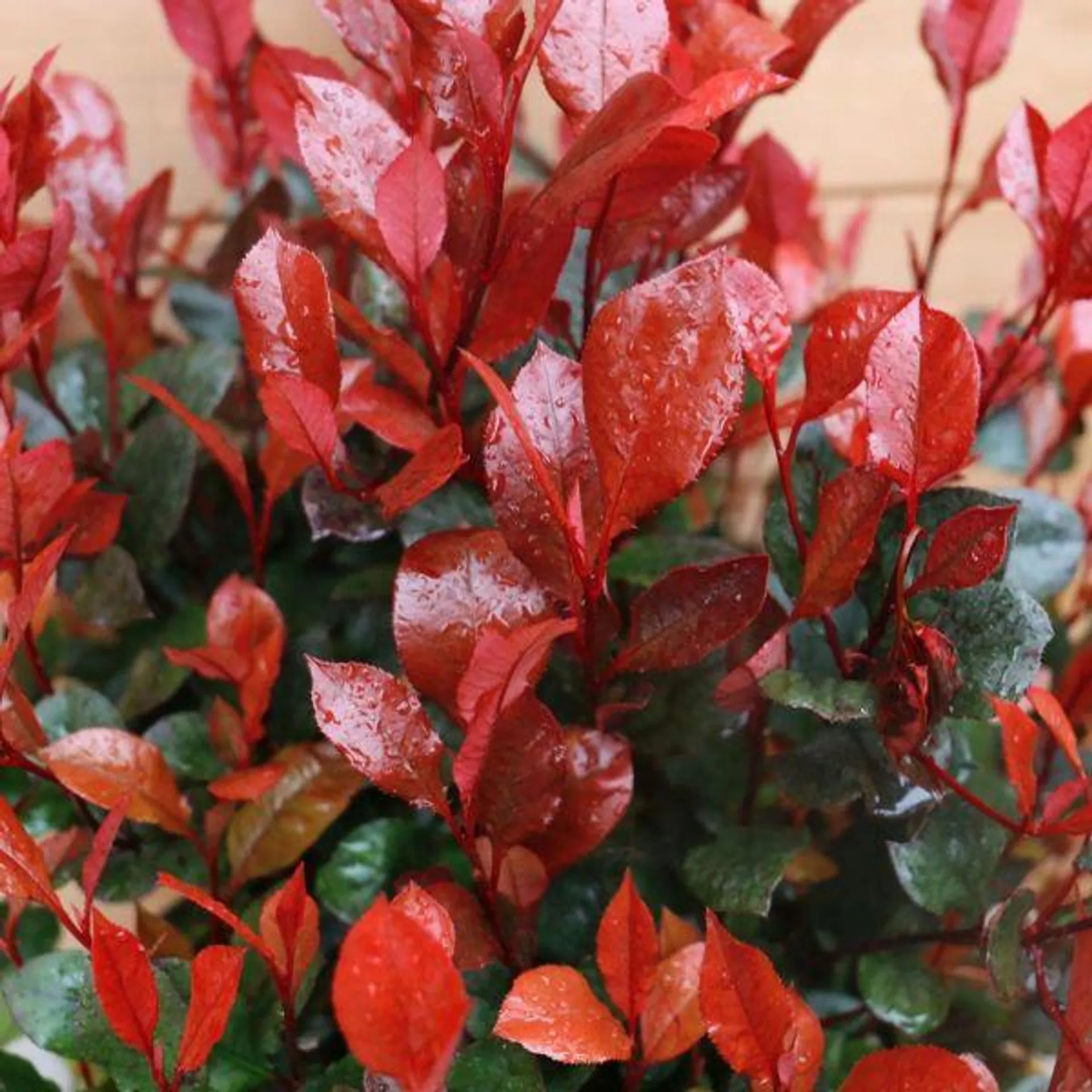 Photinia Little Red Robin Ball 40cm Bowl