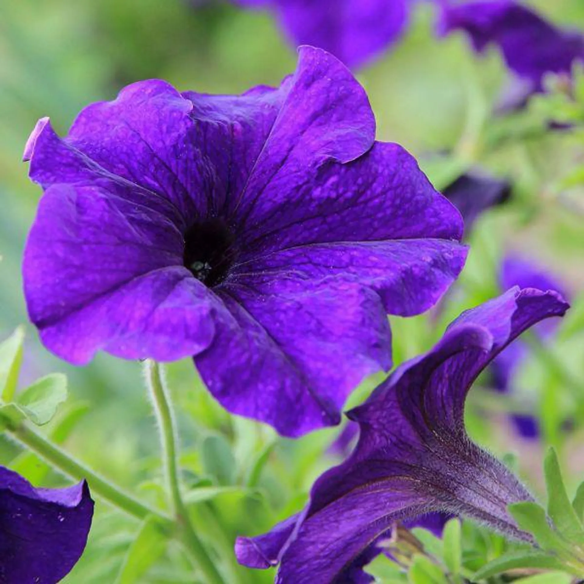 Petunia Blue 6 Pack