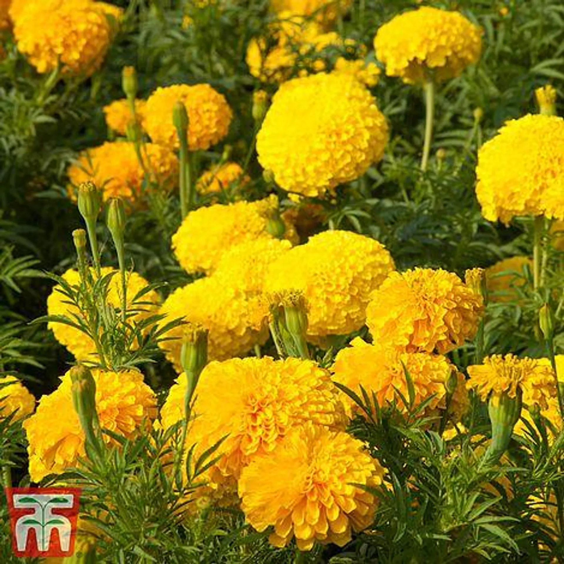 Marigold 'Kushi Mix' - Seeds