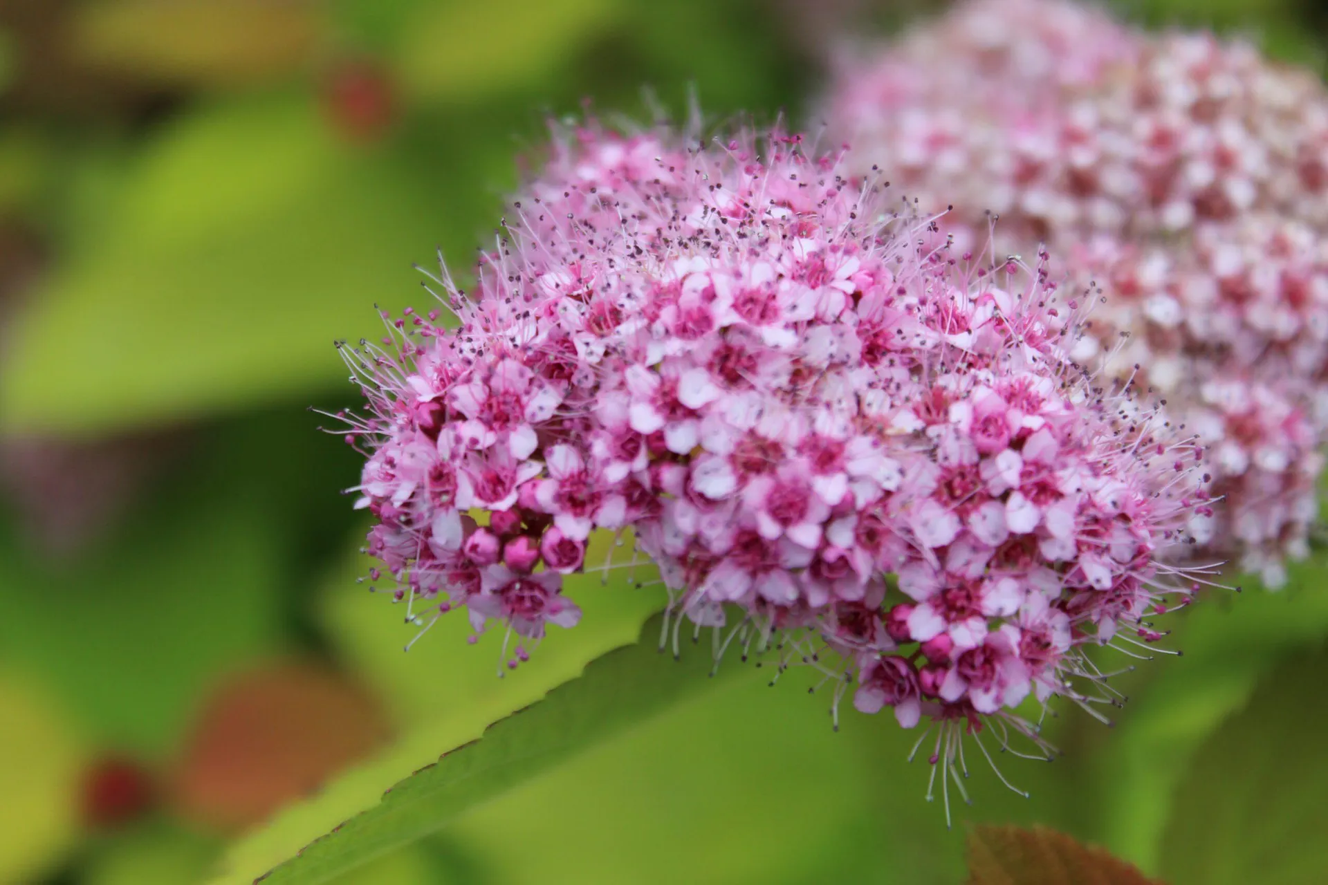 Spiraea japonica ‘Double Play Artist’ 3L