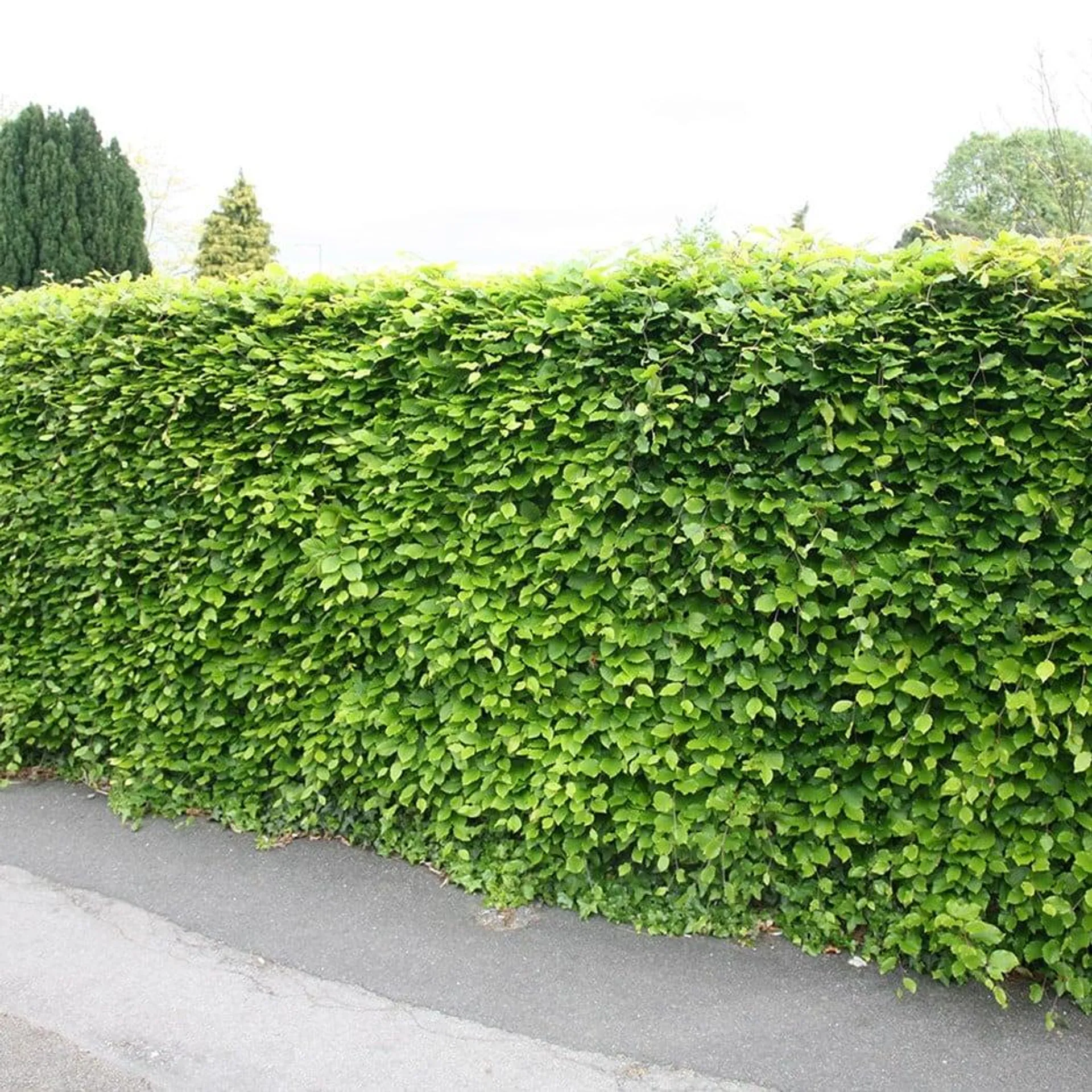 beech hedge Fagus sylvatica From £1.40 per plant