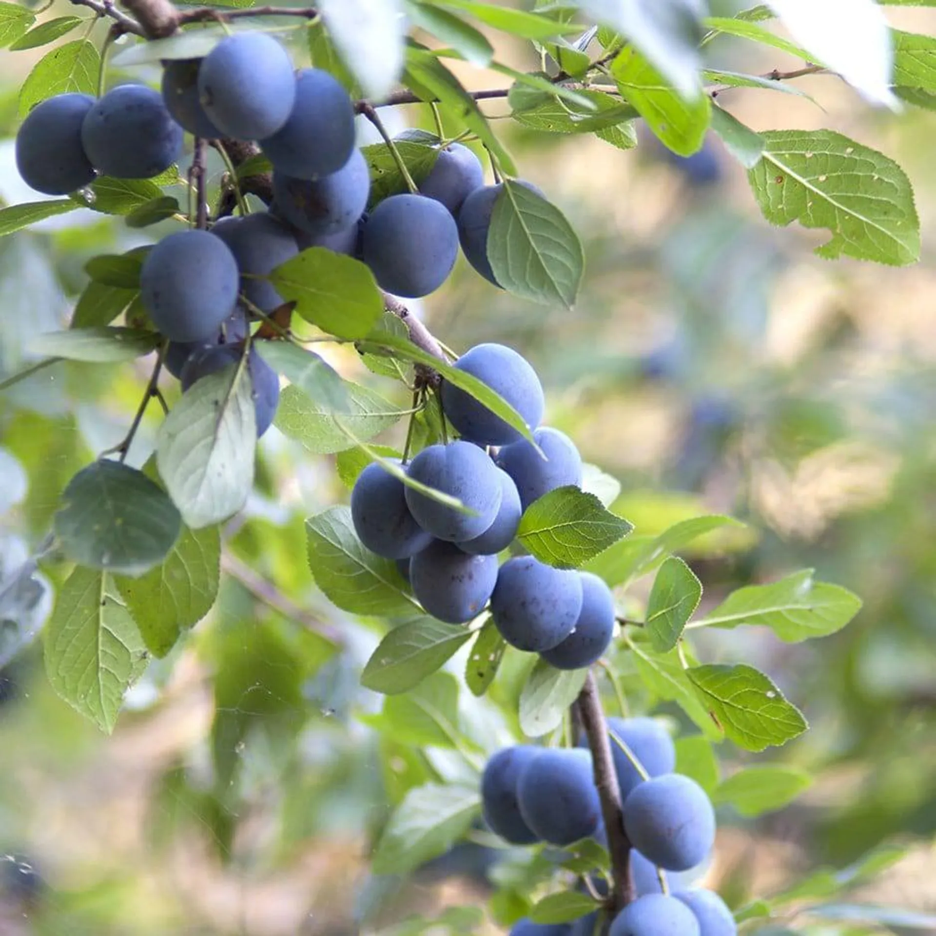 blackthorn hedge Prunus spinosa From £1.34 per plant