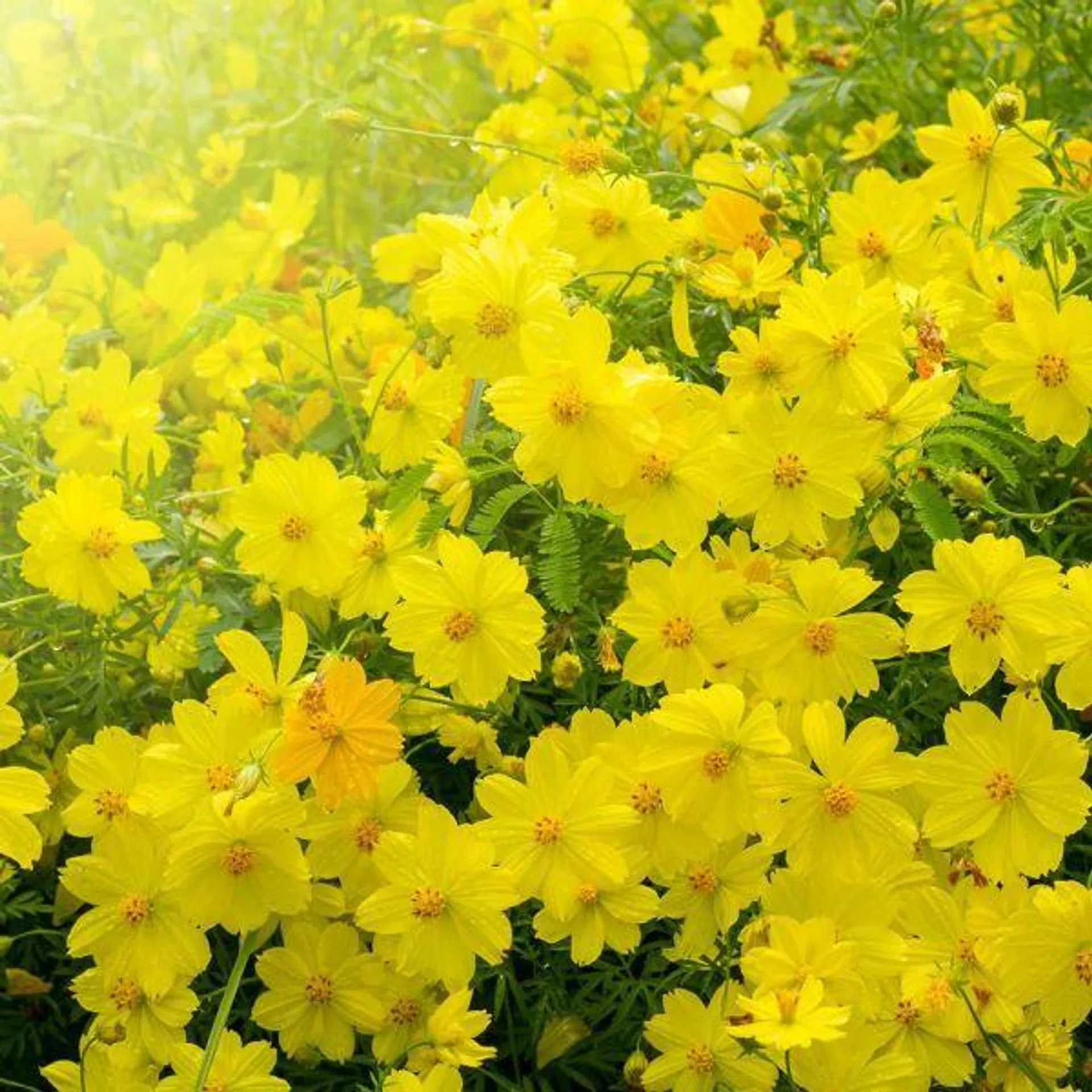 Cosmos Yellow 1 Litre