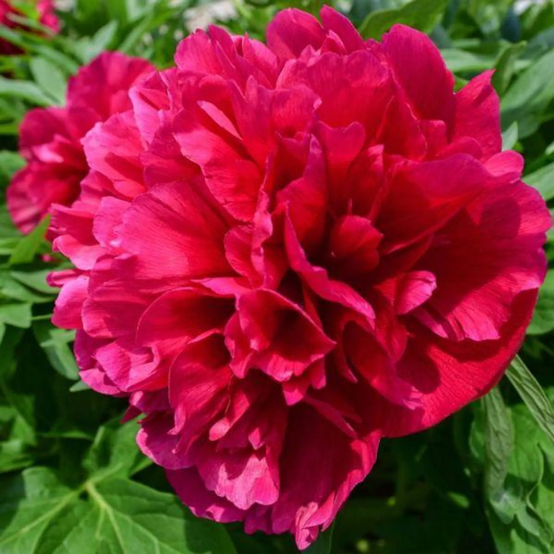 Paeonia 3 Litre