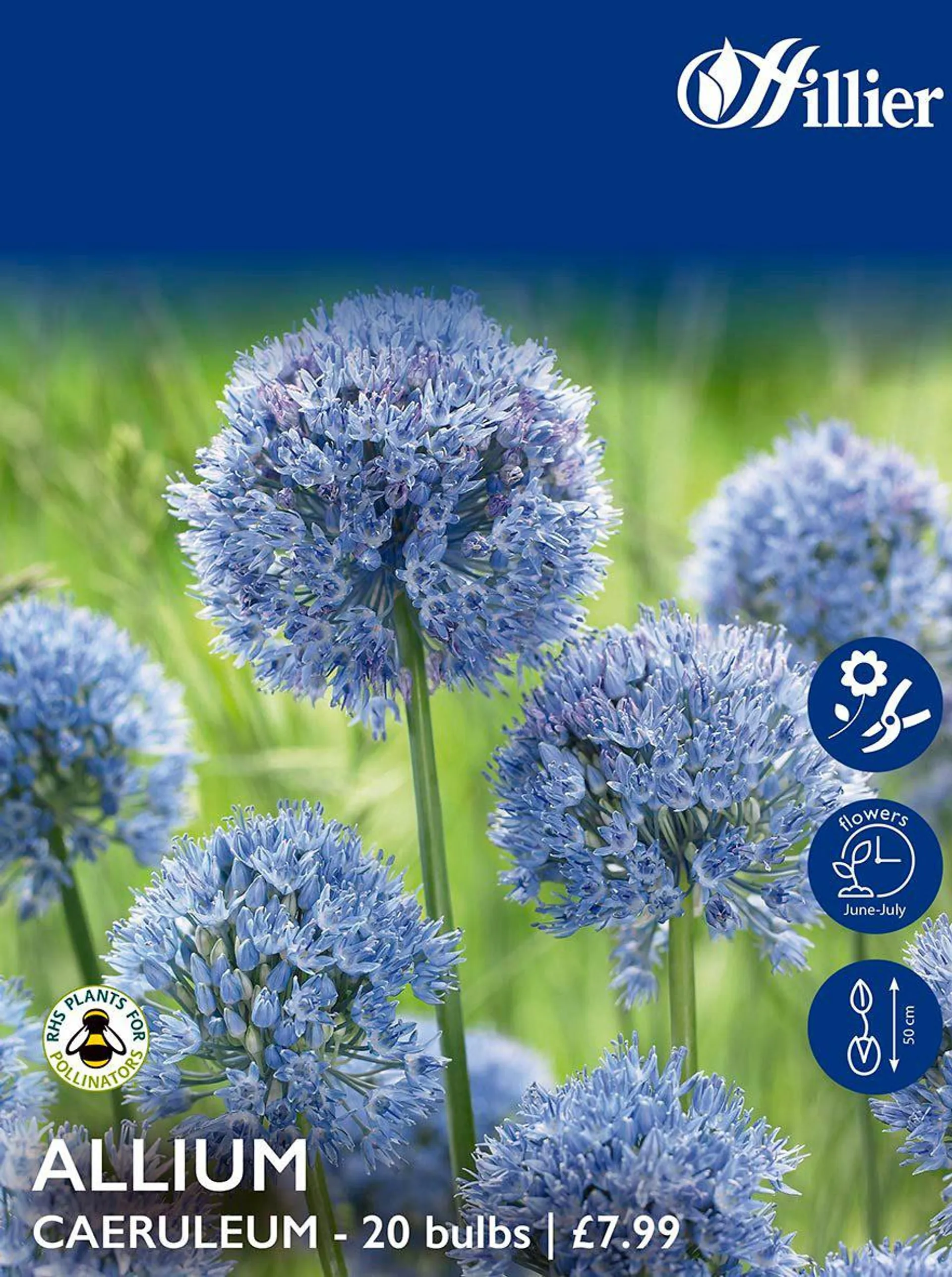 Allium Bulbs Caeruleum