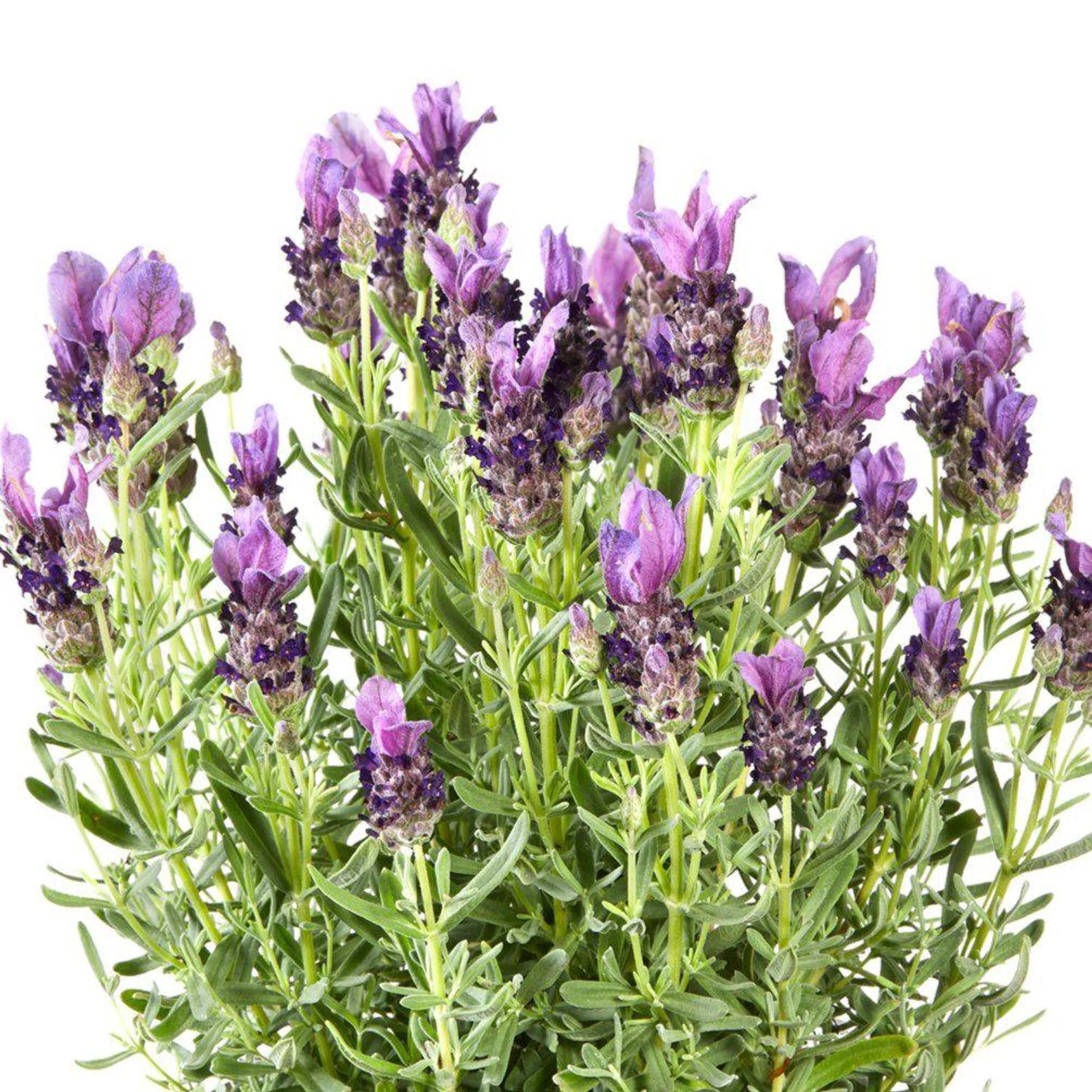 Lavandula stoechas LavLov Purple