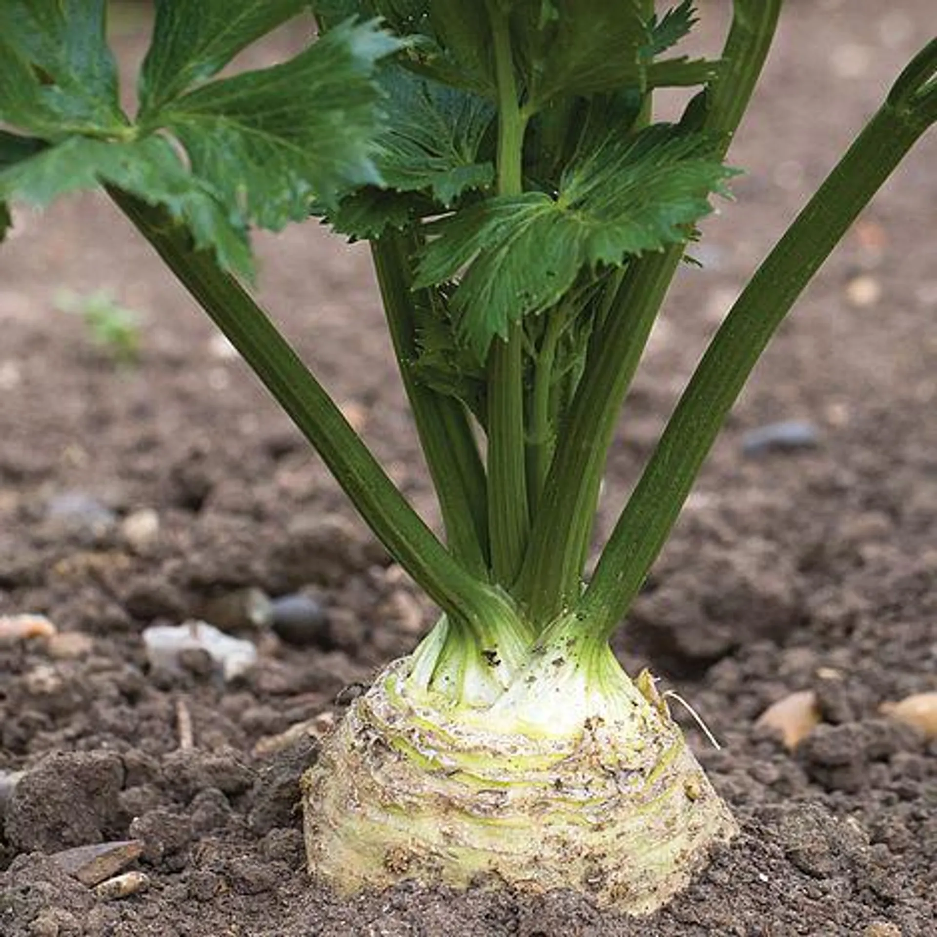 Celeriac 'Monarch' - Seeds