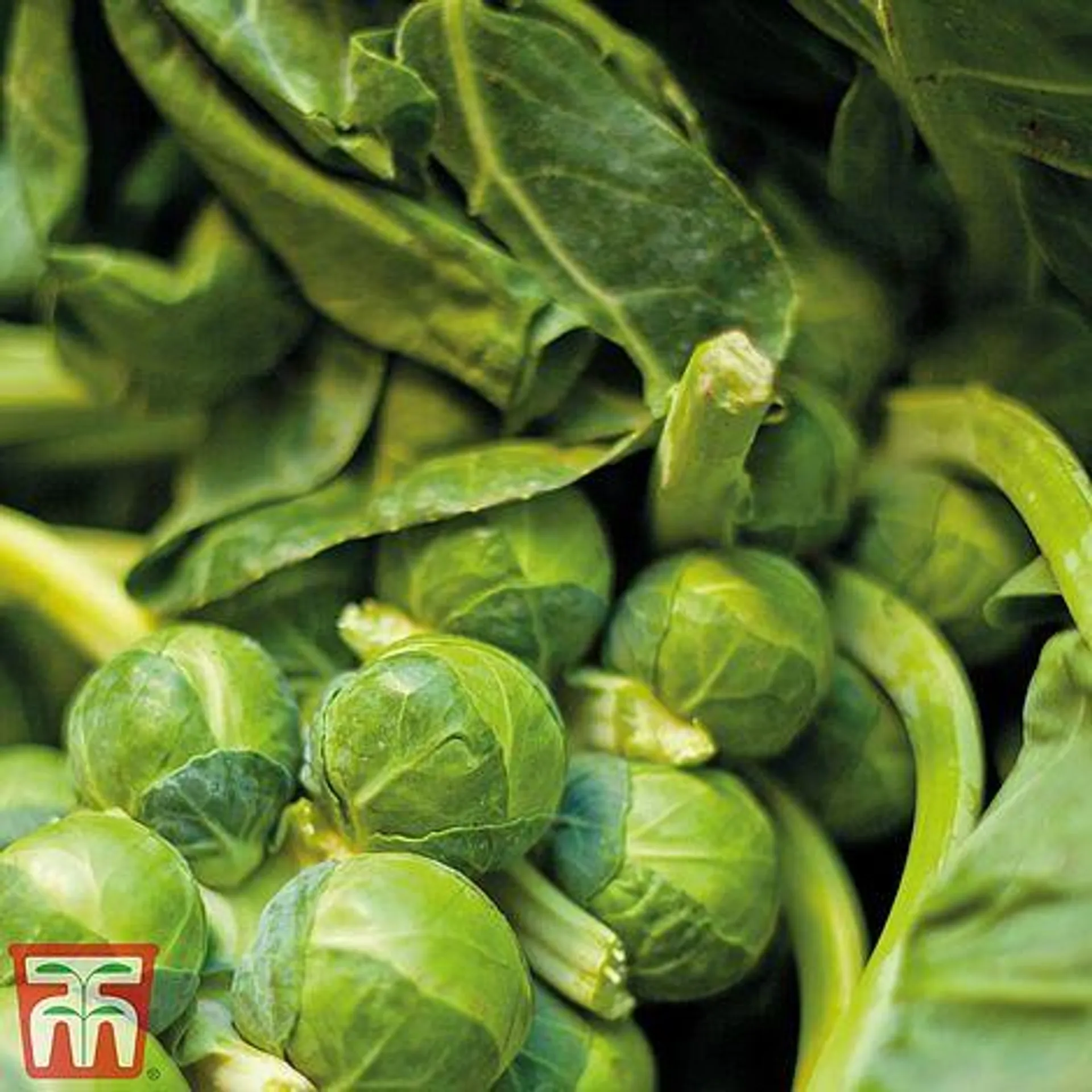 Brussels Sprout 'Bedford Fillbasket' - Seeds