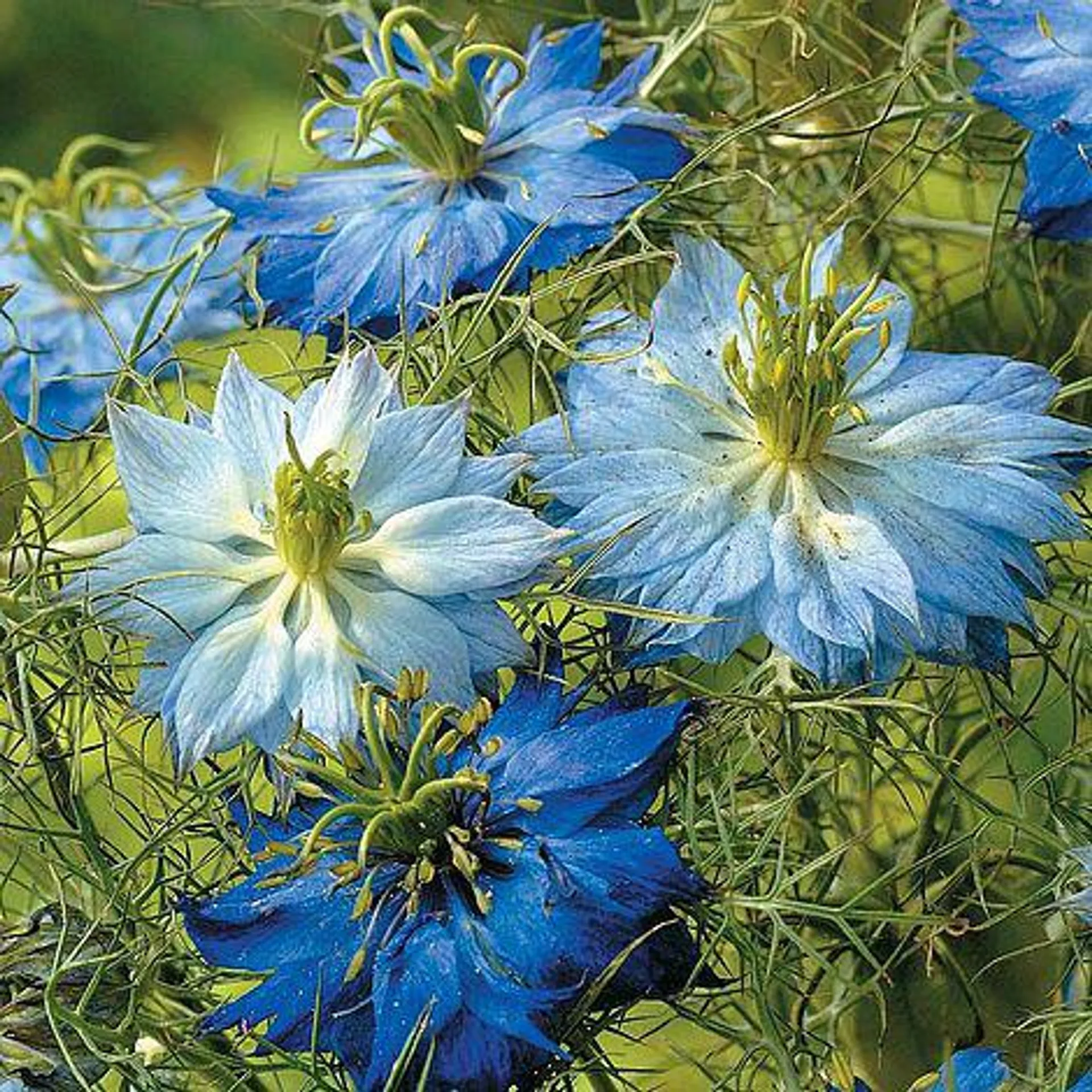 Nigella 'Moody Blues' - Start-A-Garden™ Seed Range