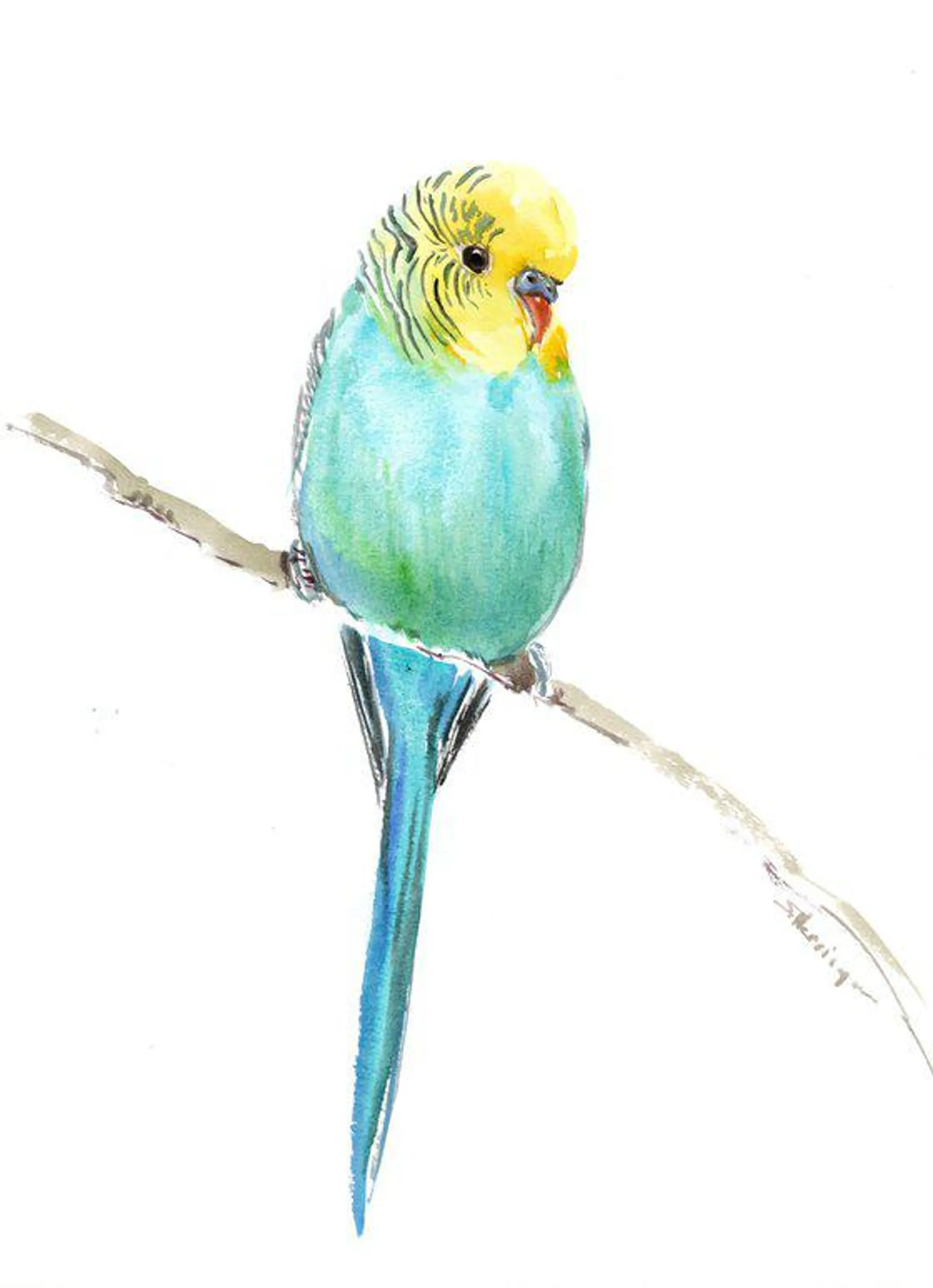 Budgie, Turquoise Parakeet painting (2023)