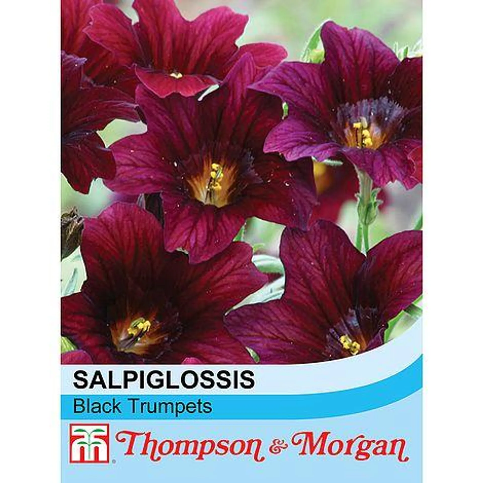 Salpiglossis sinuata 'Black Trumpets' - Seeds