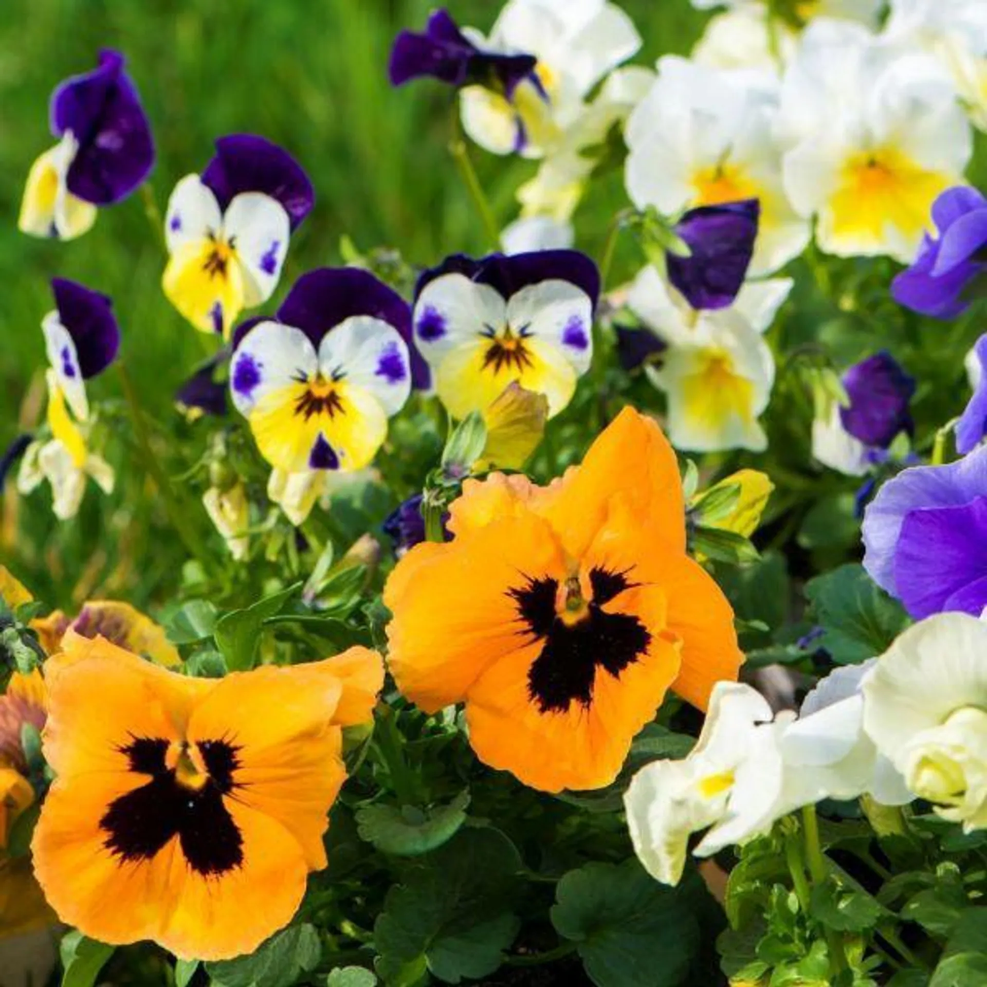 Pansy Mixed 20 Pack