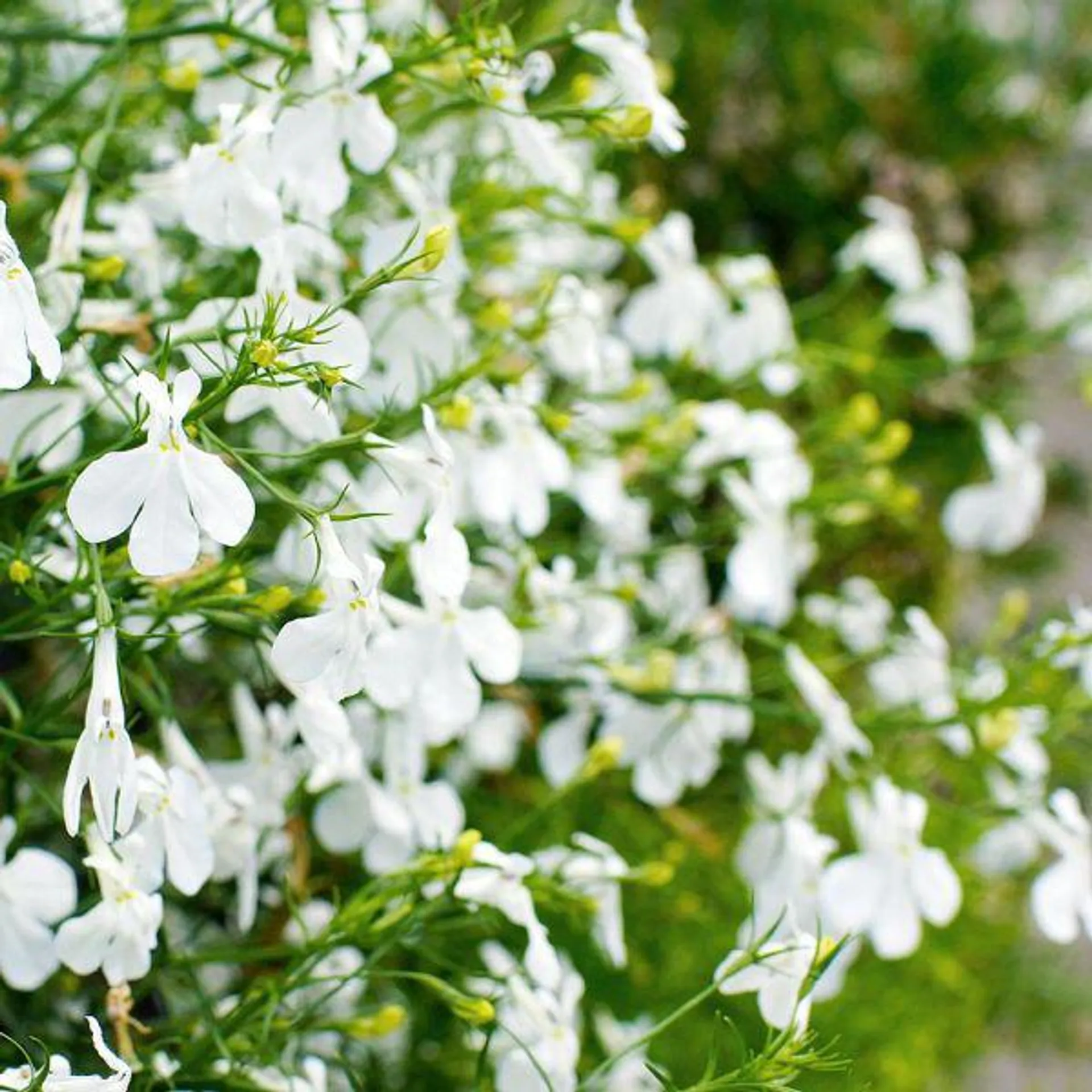 Lobelia Trailing White 12 Pack