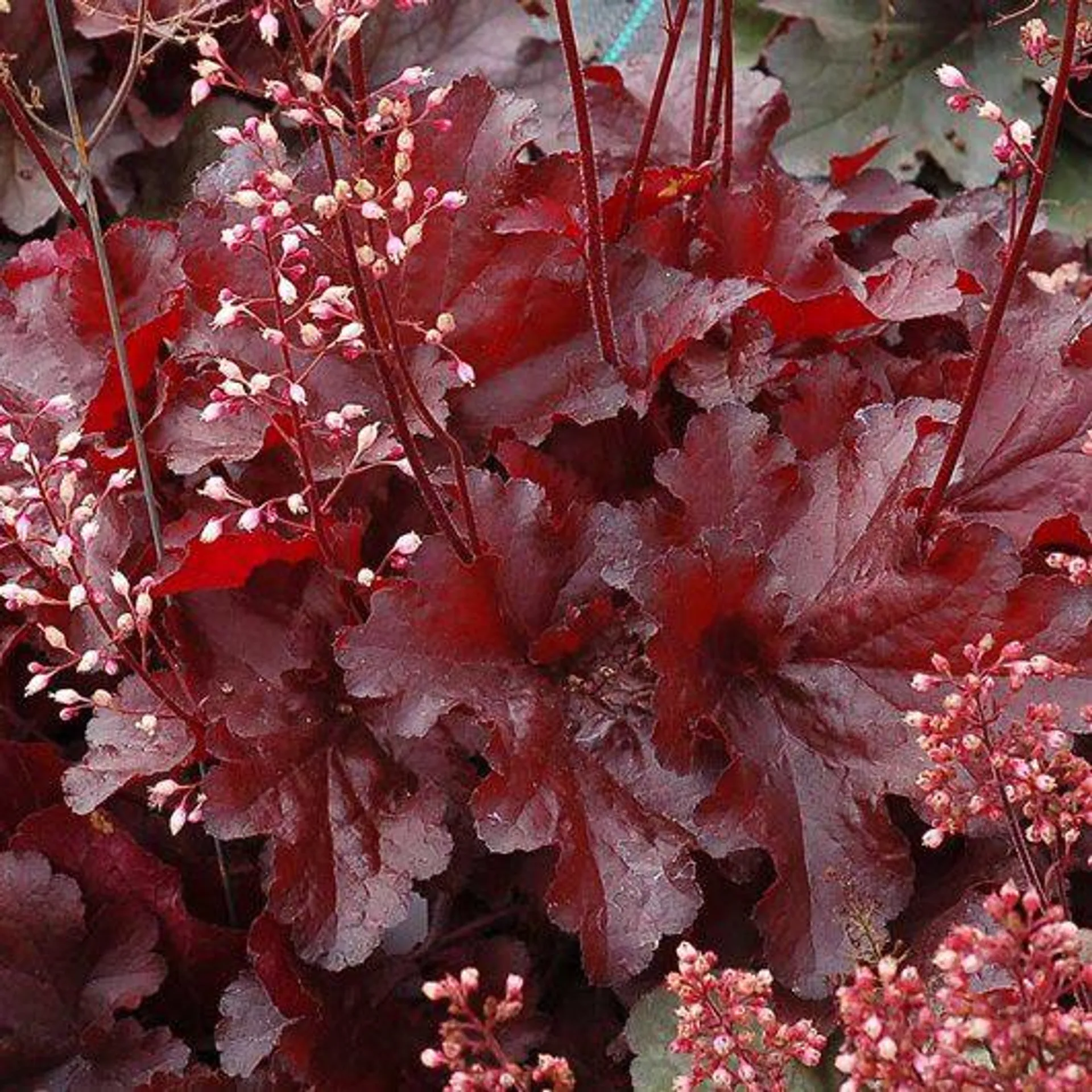 Heuchera ‘Forever Red’ 2L