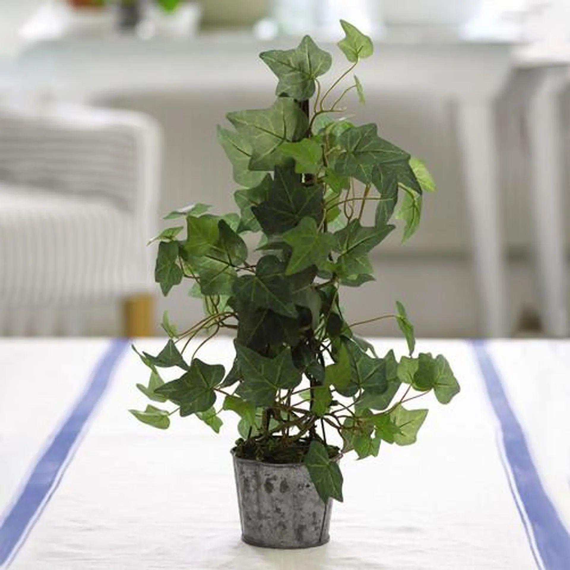 Ivy Plant in Zinc Pot