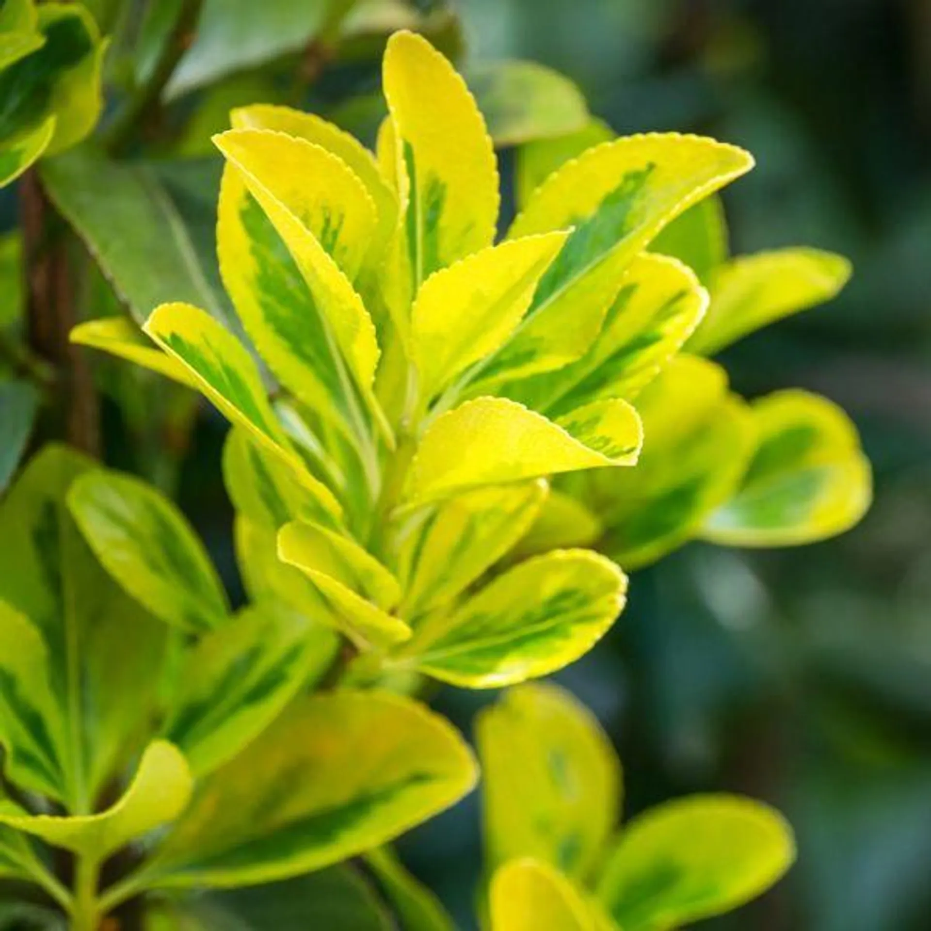 Euonymus Aurea 15 Litre