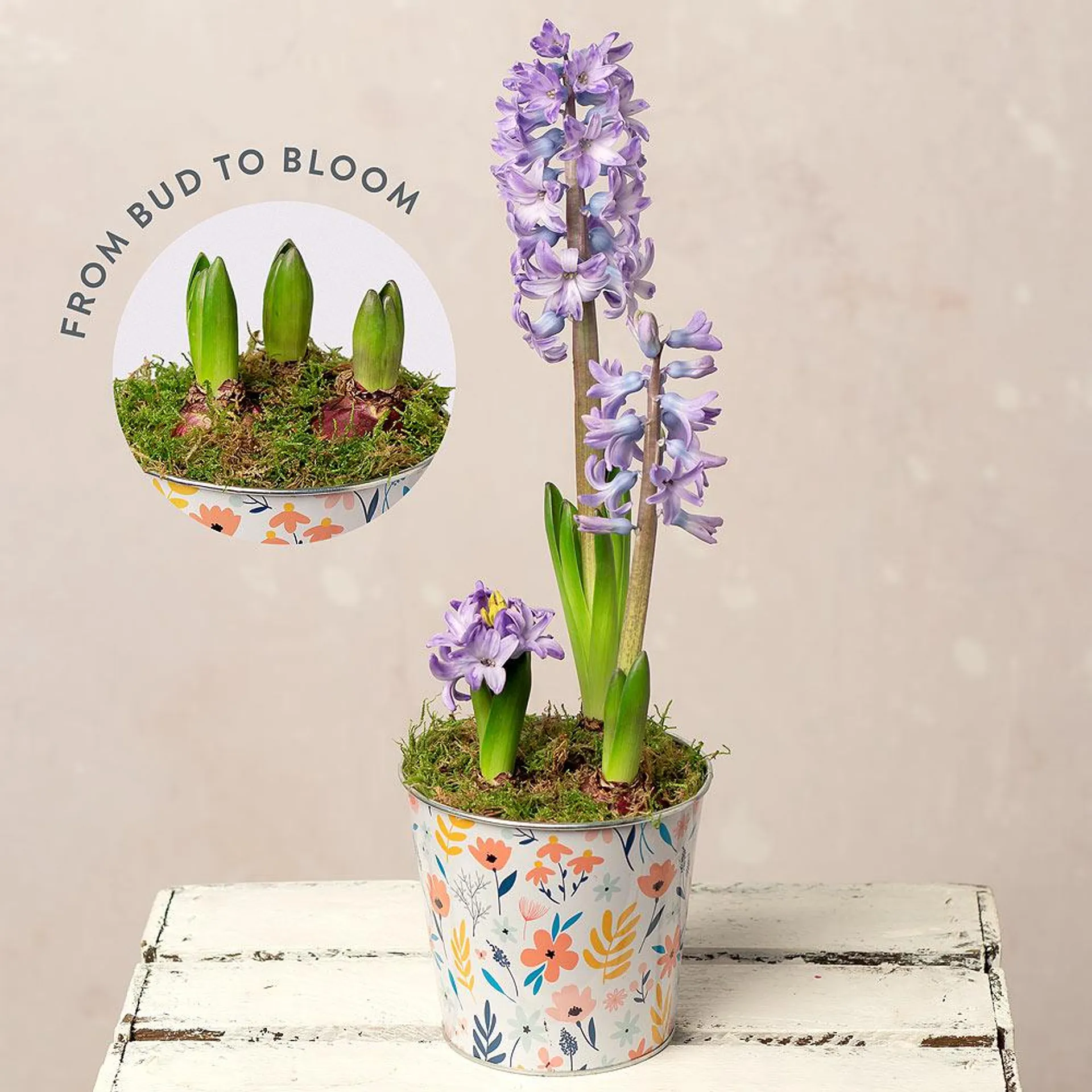 Hyacinth Bulb Planter