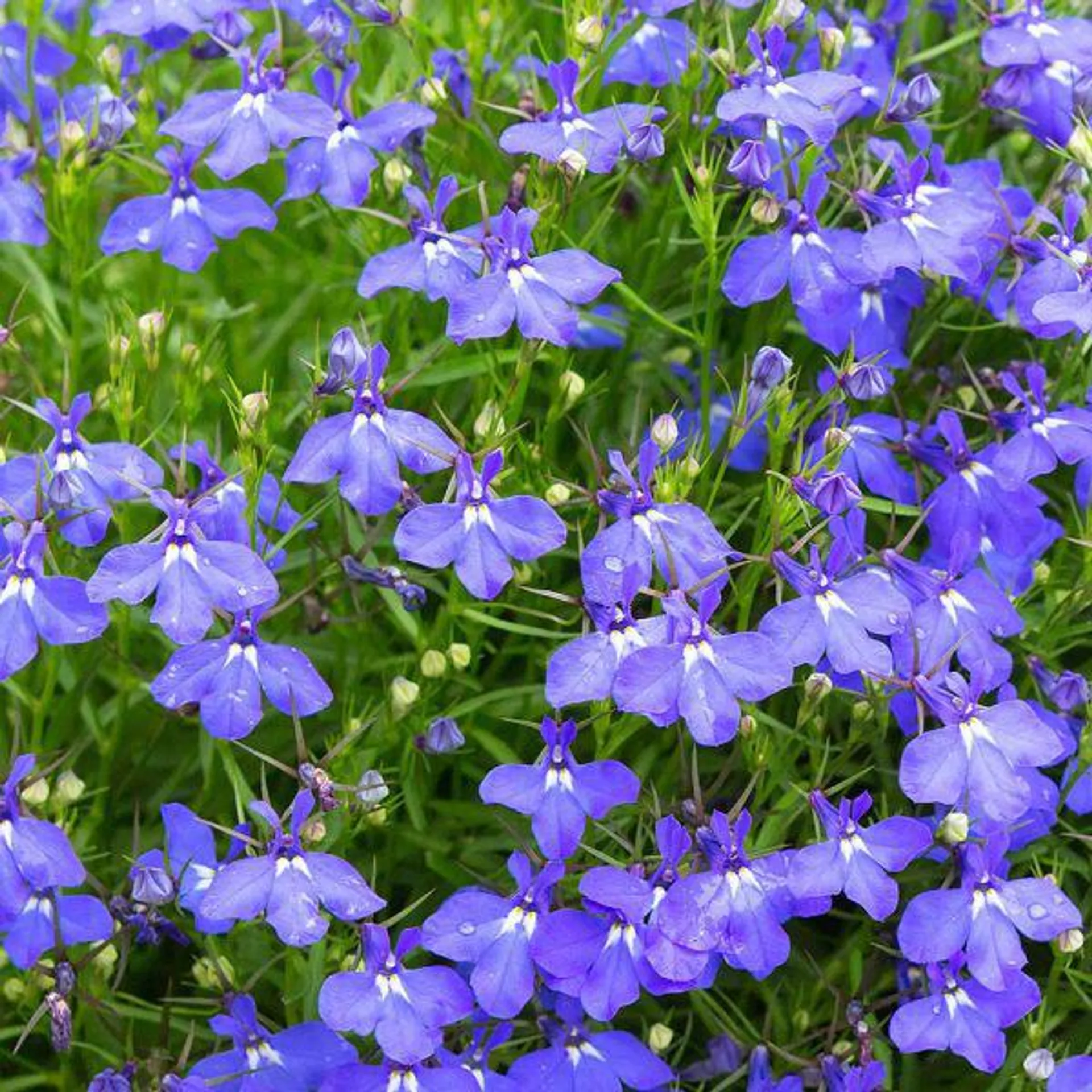 Lobelia Trailing Blue 12 Pack