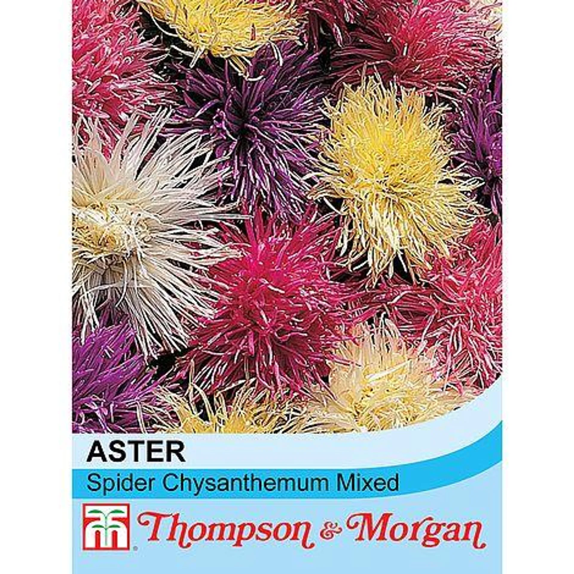 Aster 'Spider Chrysanthemum Mixed' - Seeds