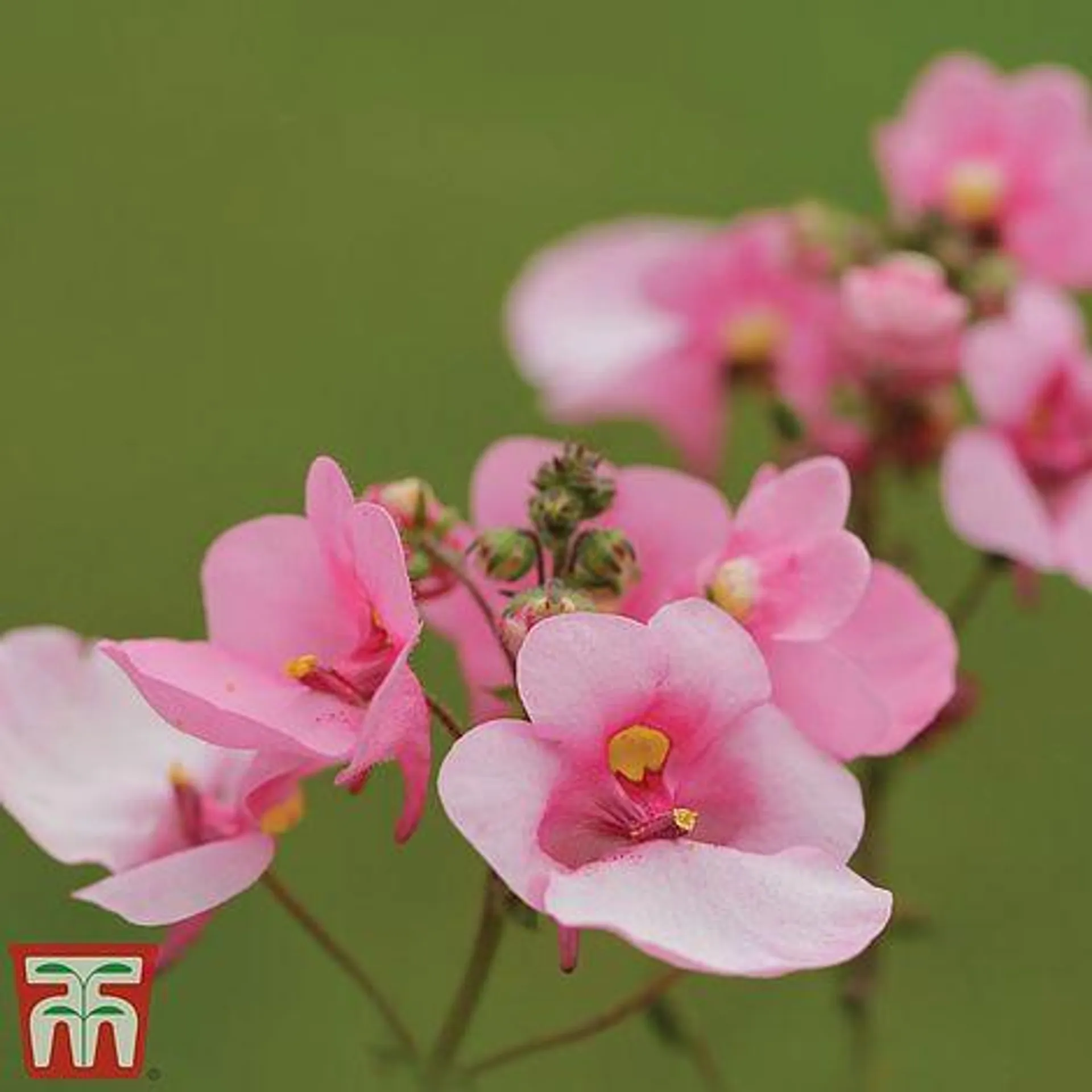 Diascia barberae 'Rose Queen' - Kew Collection Seeds