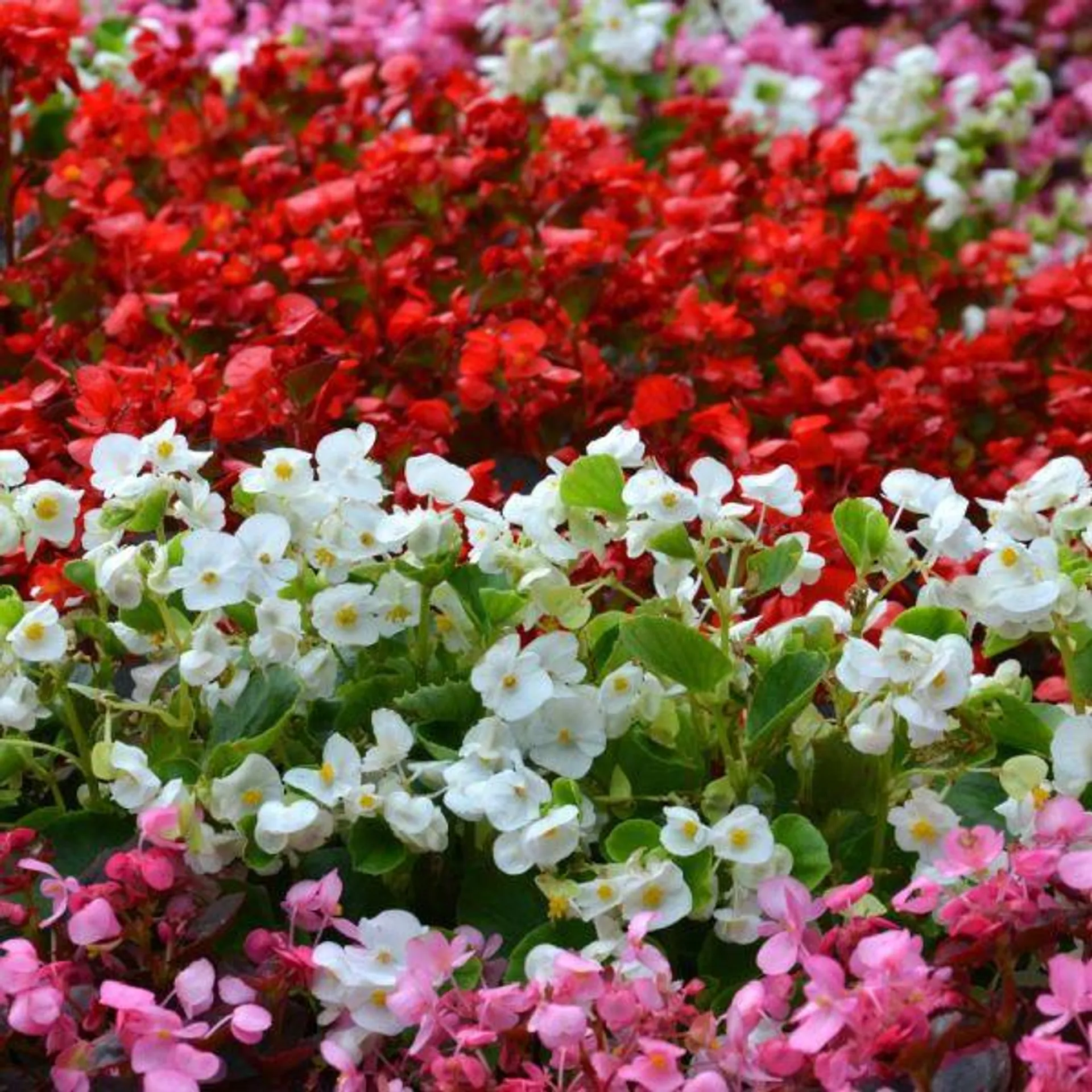 Begonia Semperflorens Mixed 20 Pack