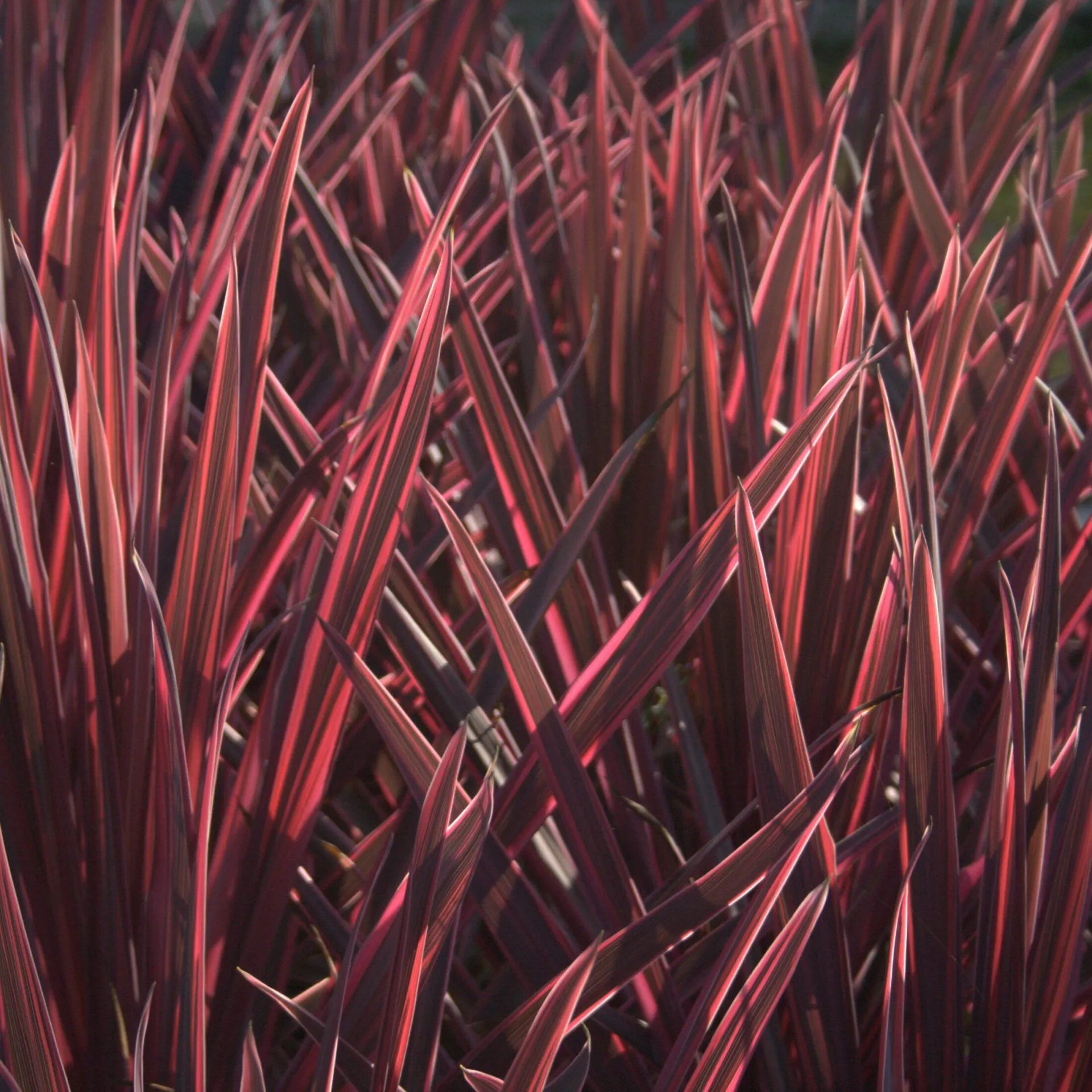 Cordyline australis ‘Pink Passion’ 2L