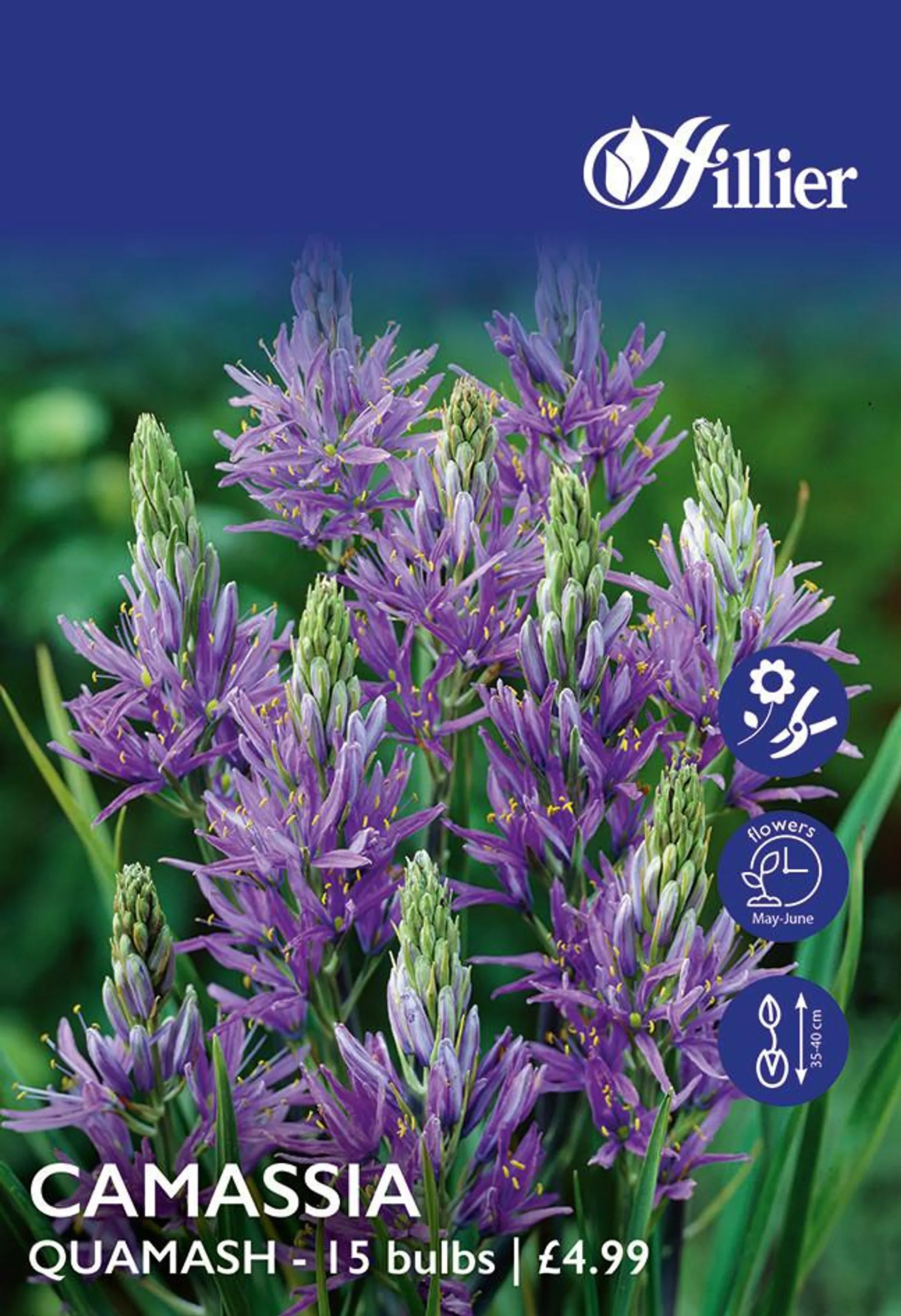 Camassia Bulbs Quamash