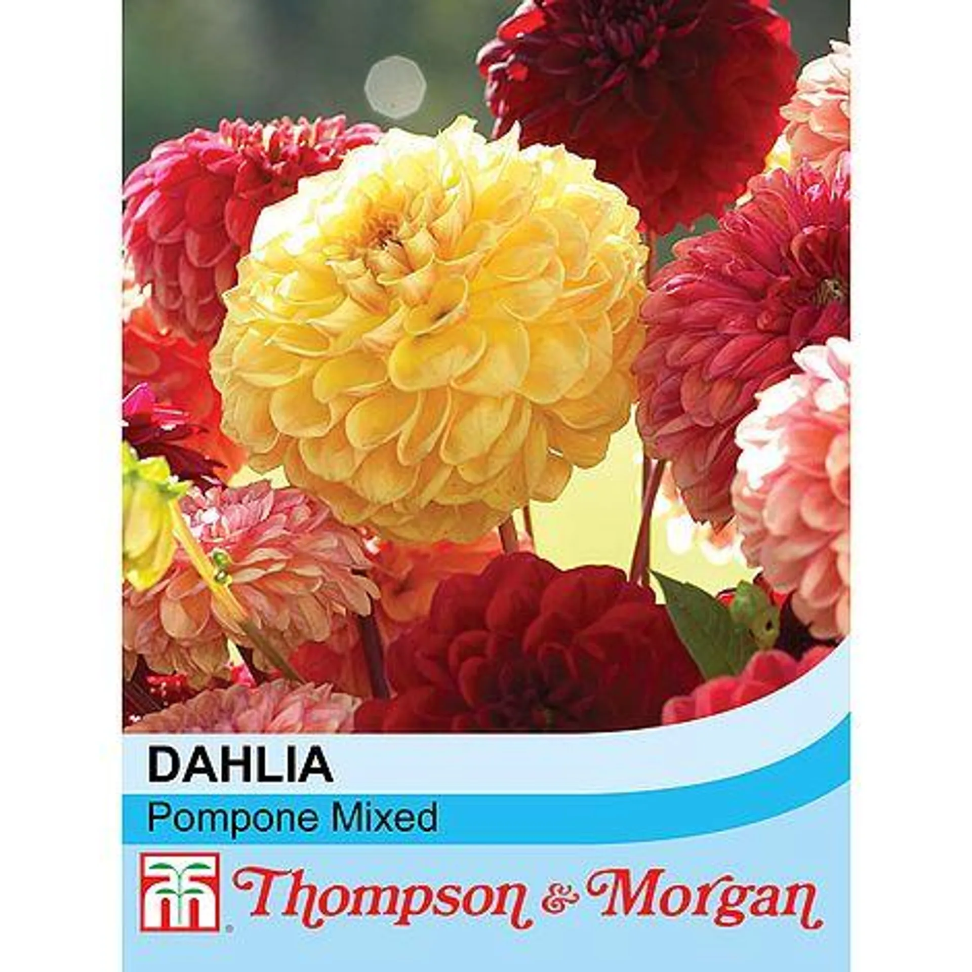 Dahlia variabilis 'Pompone Mixed' - Seeds