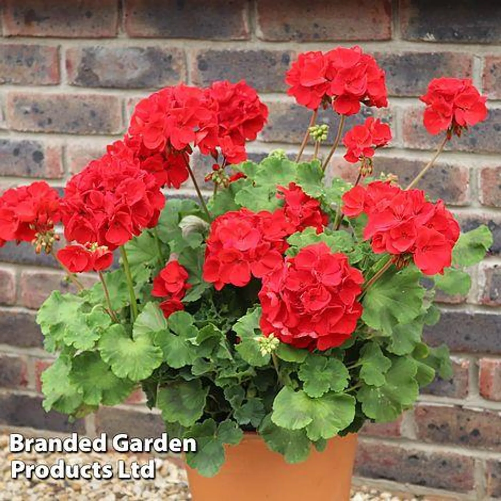 Geranium 'Grandeur Power Red'