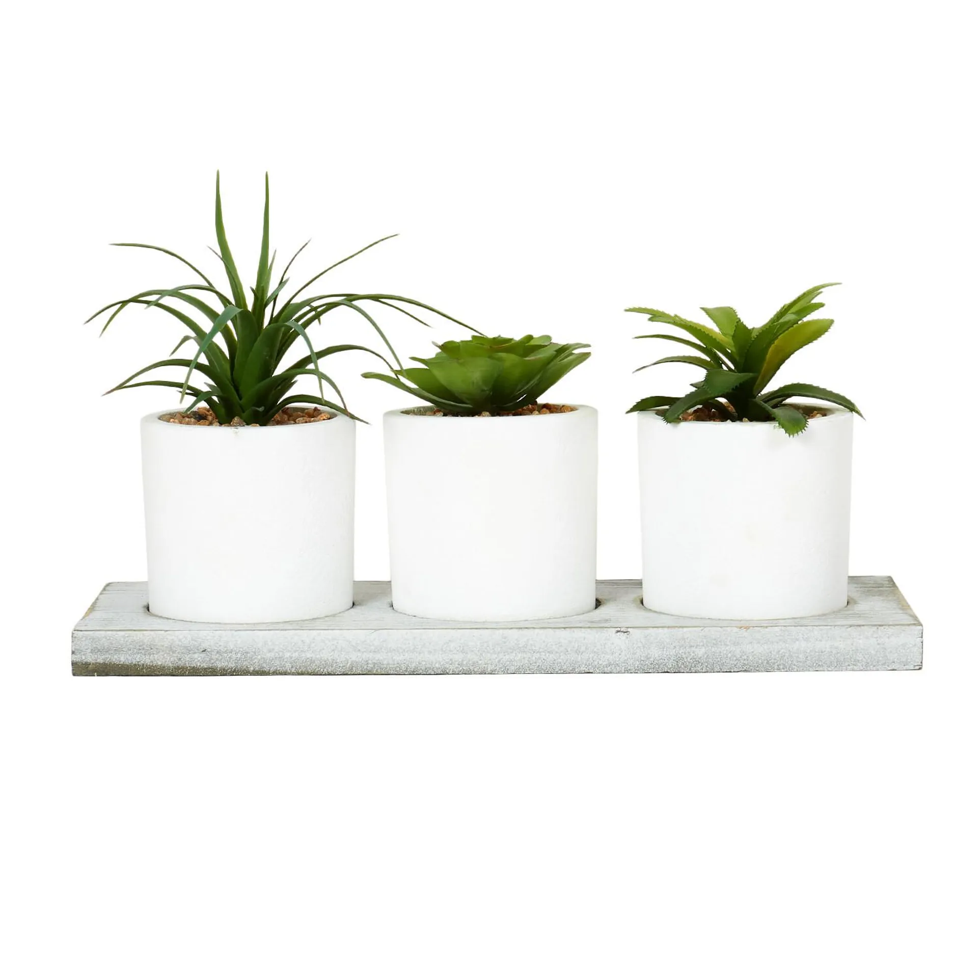 Triple Mini Succulent in Tray - White