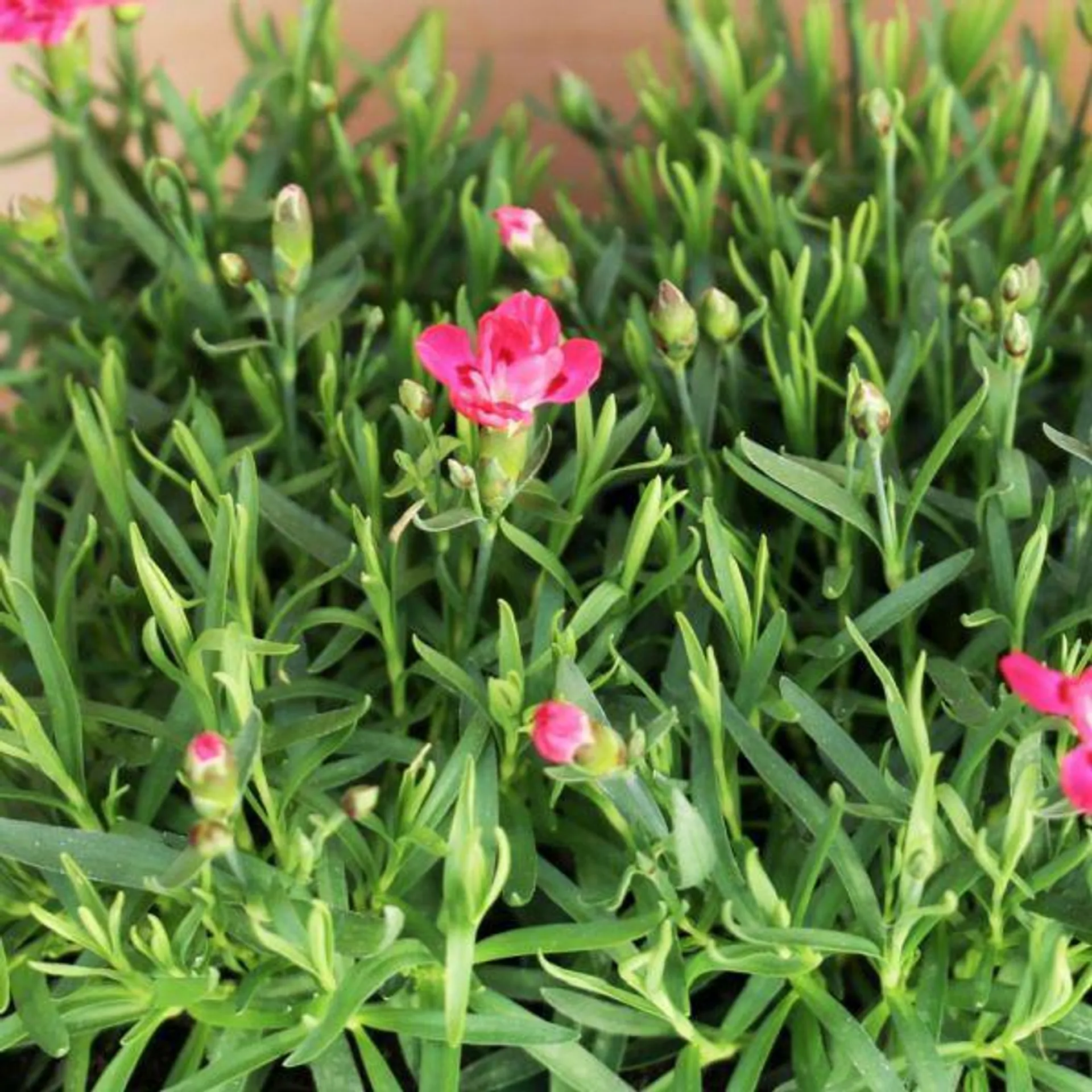Dianthus 'Early Love' - Jumbo 6 Pack
