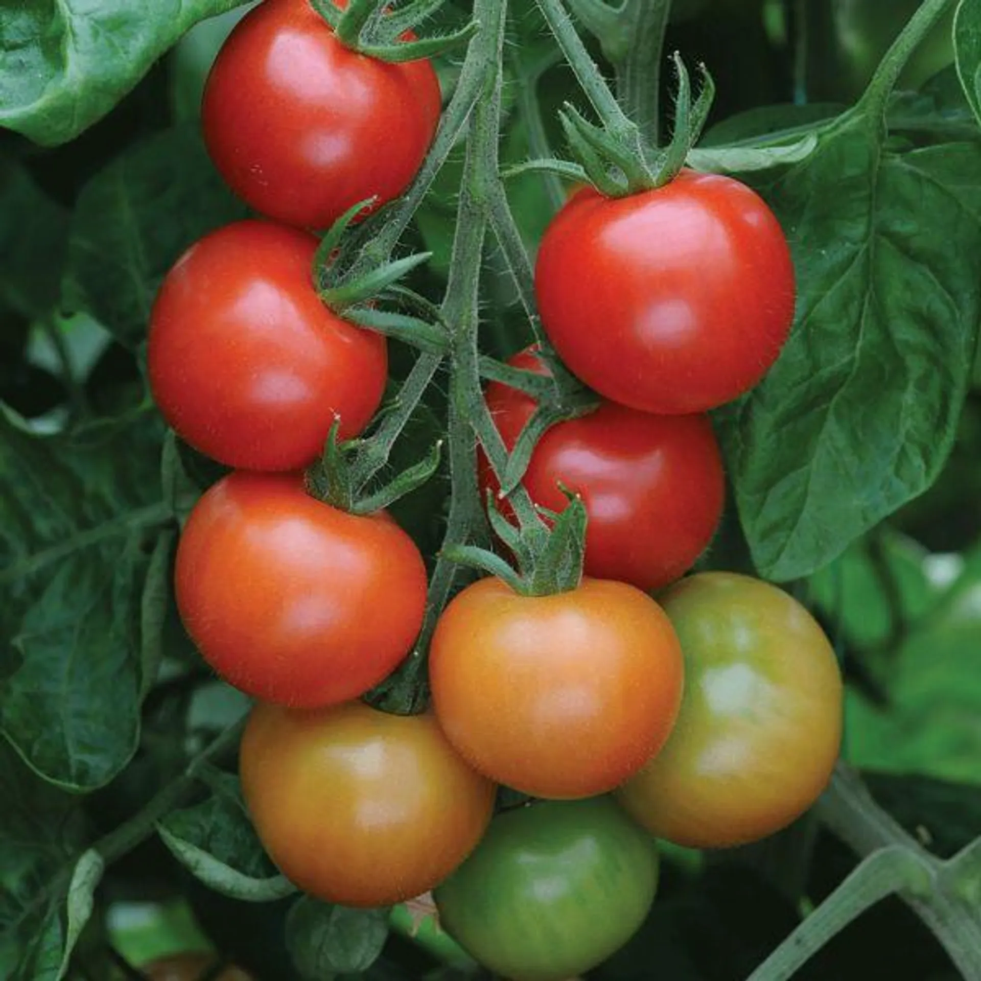 Really TastyTomato - Gardeners Delight 11cm