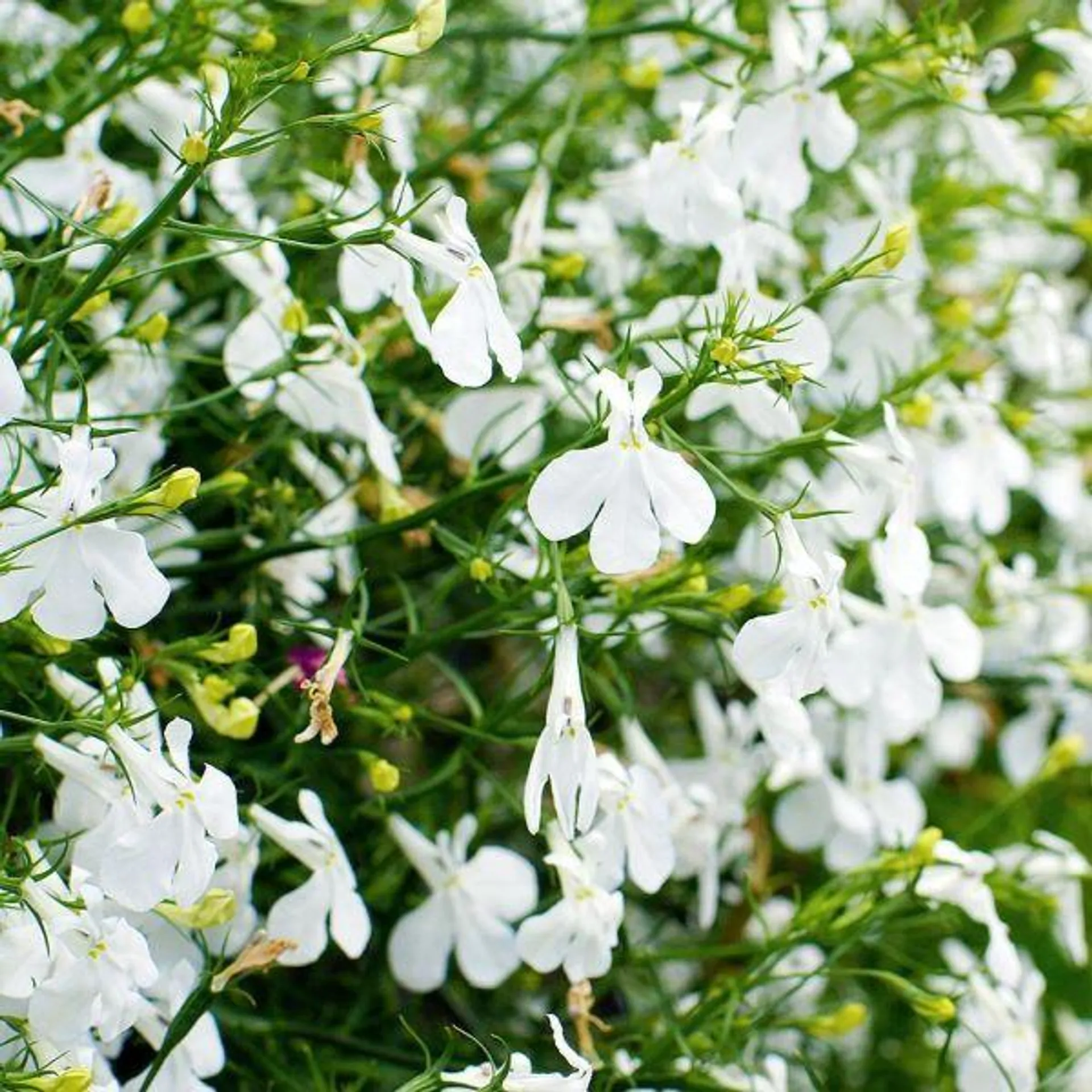 Lobelia Bush White 12 Pack