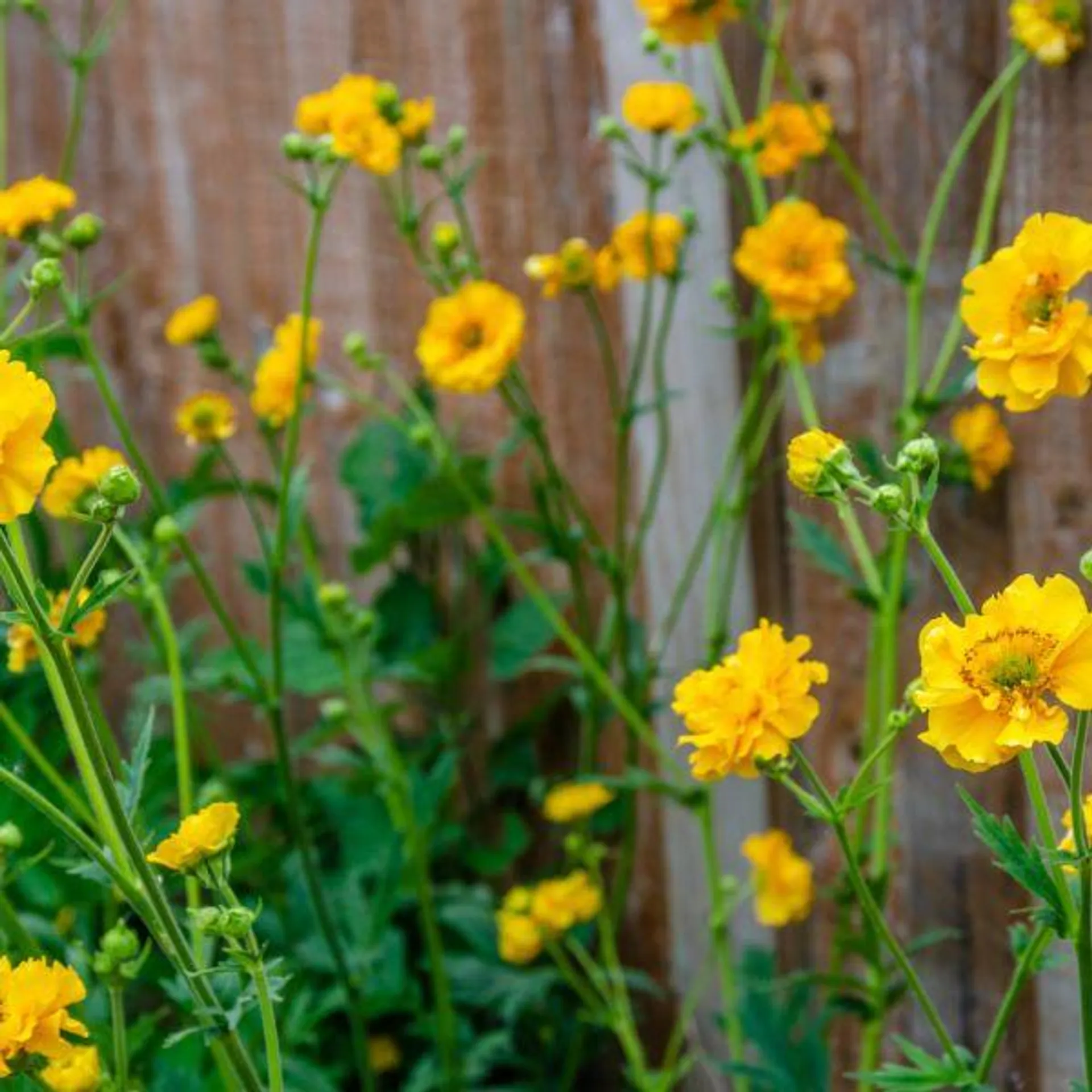 Geum Lady Stratheden 3 Litre