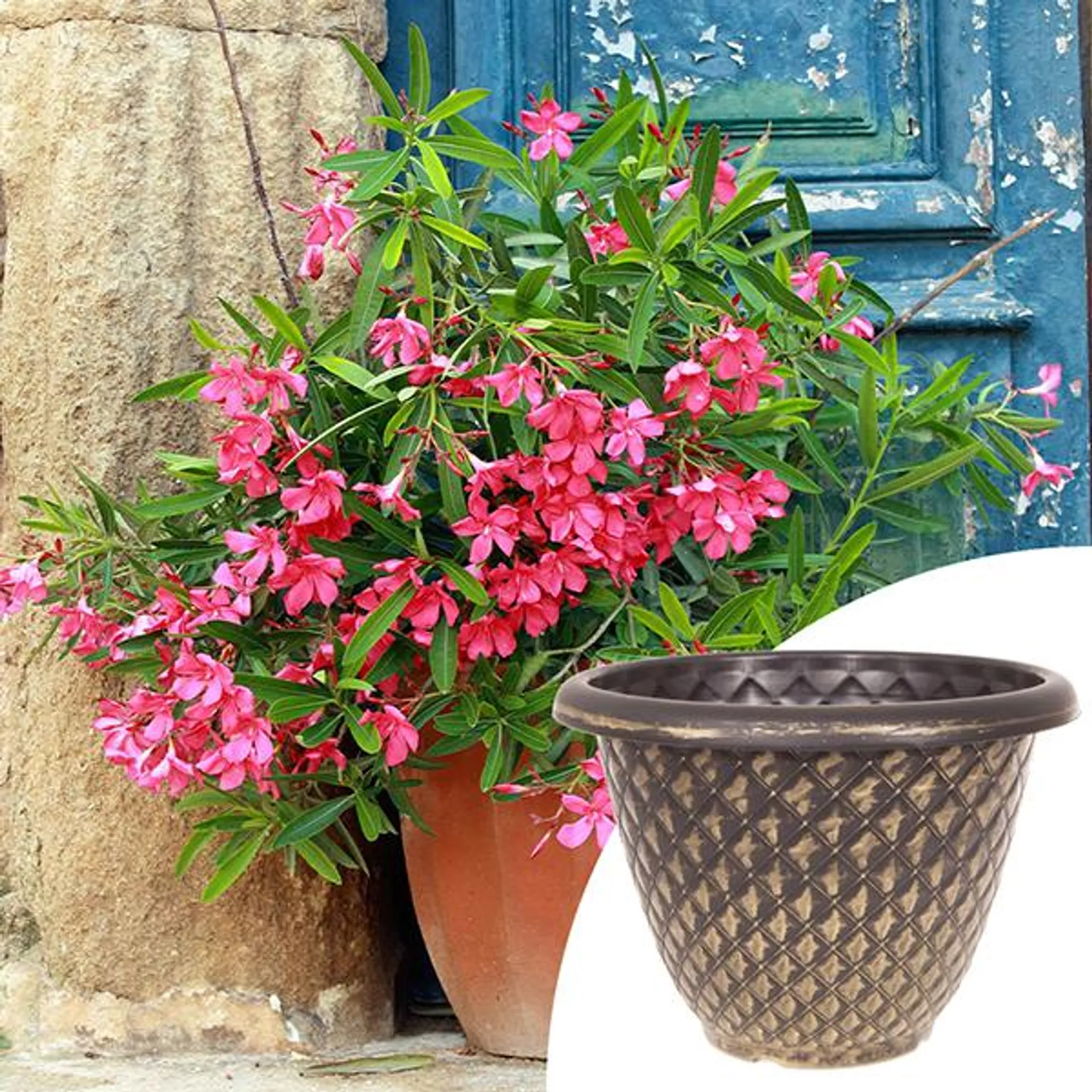 Pair of Oleander Bushes with Pinecone Planters