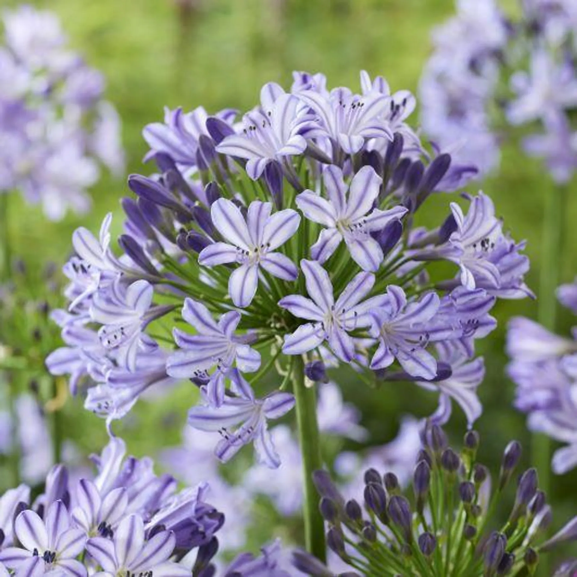 Agapanthus ‘Poppin Star’ 2L