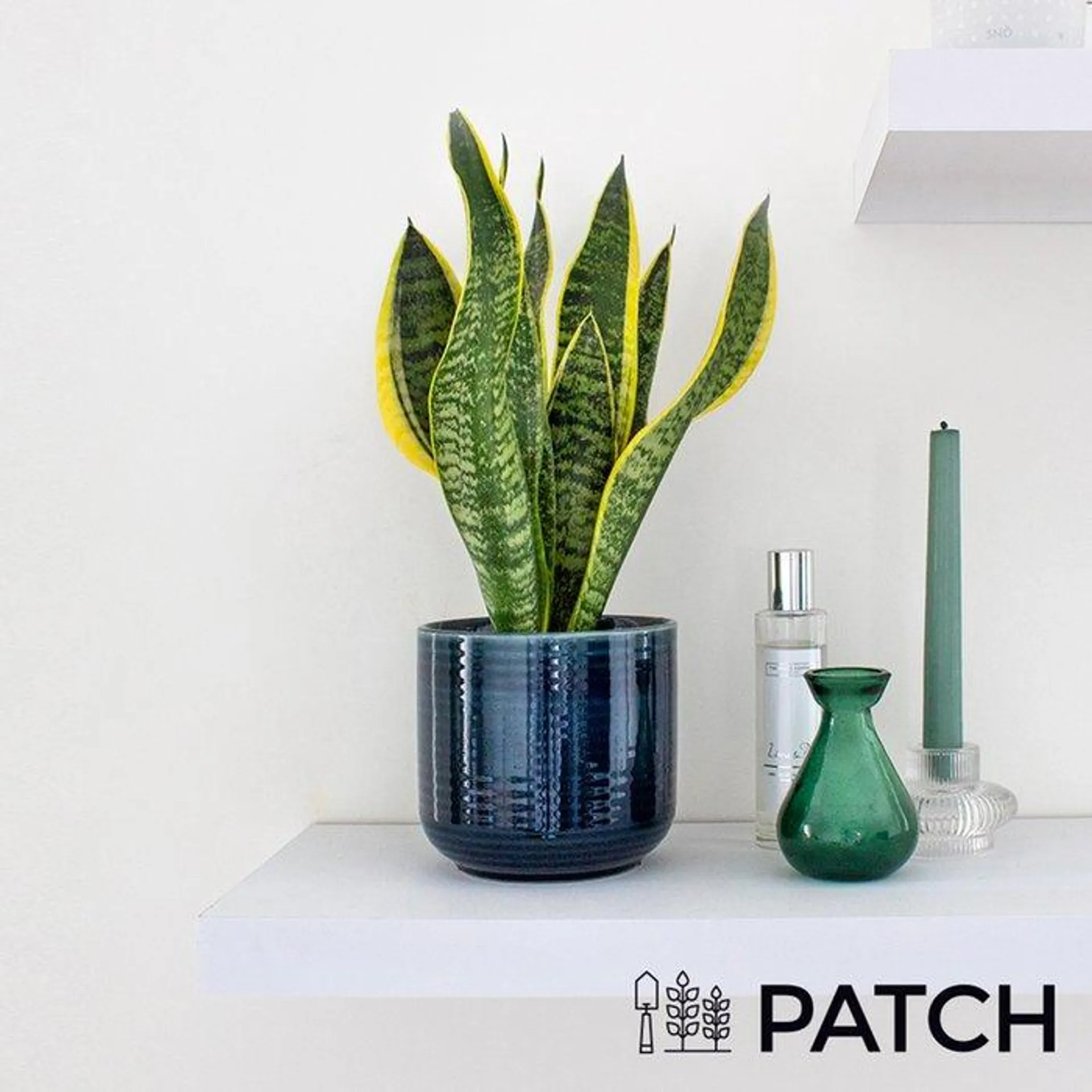 Patch ‘Susie' The Snake Plant With Pot