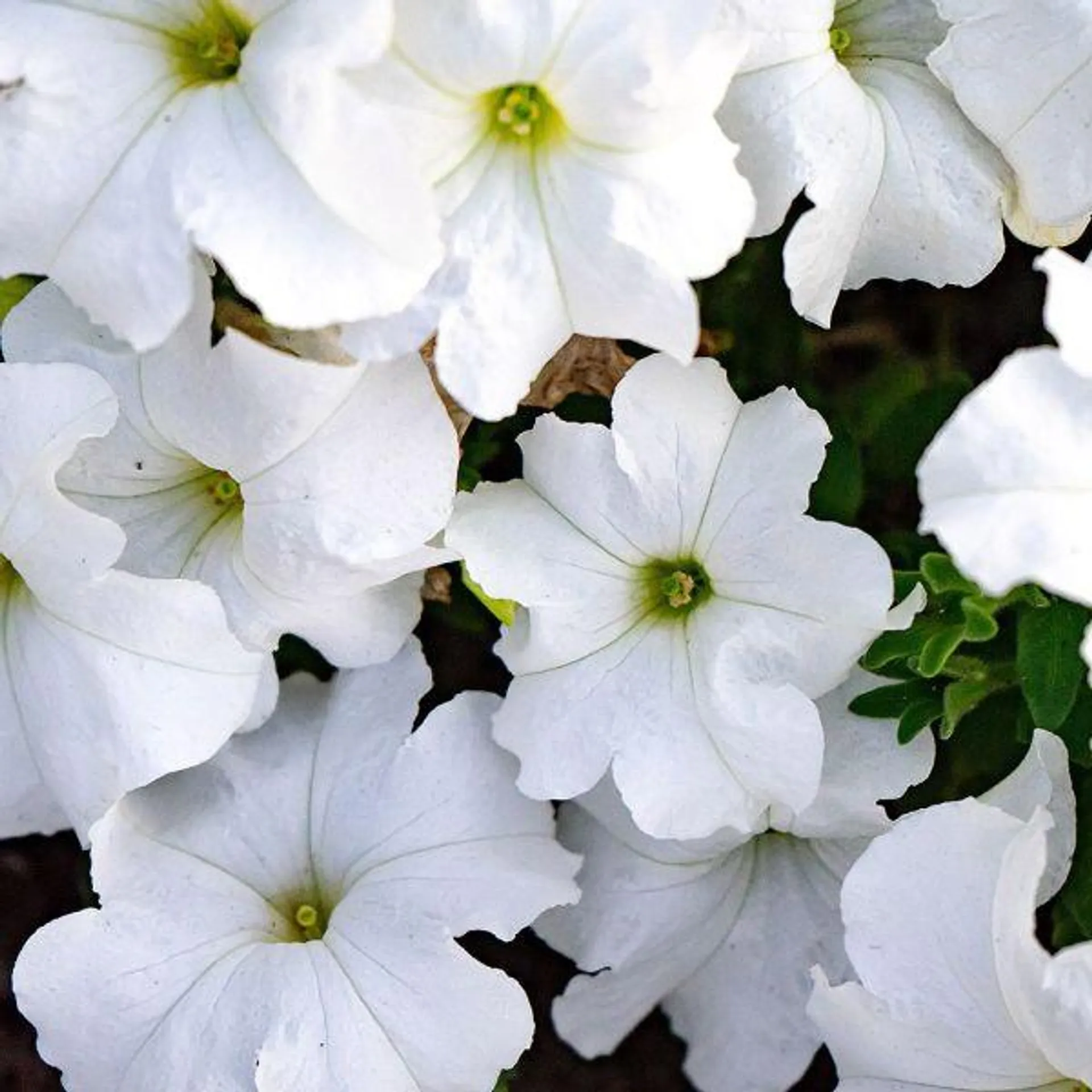 Petunia White 6 Pack