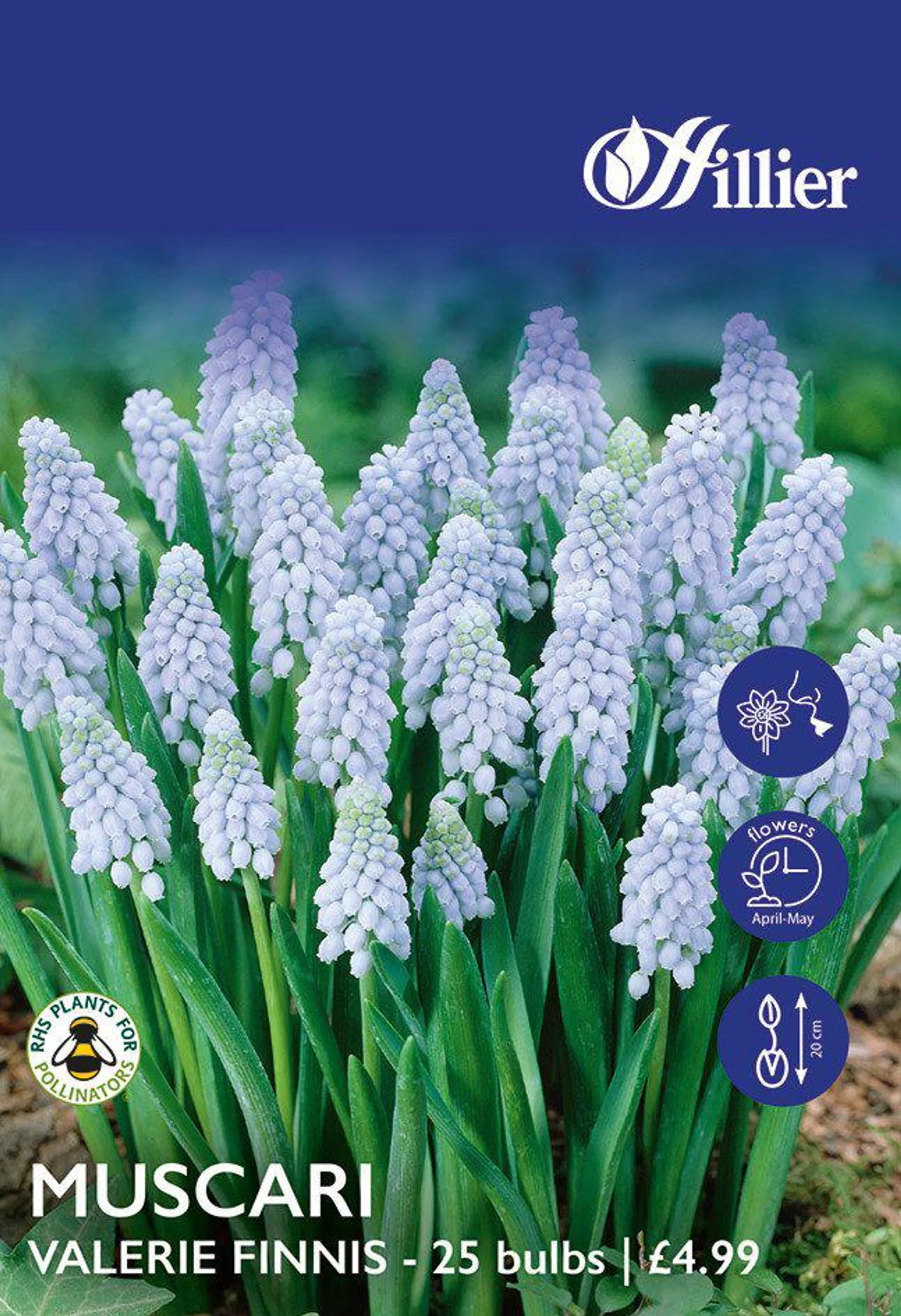 Muscari Bulbs Valerie Finnis