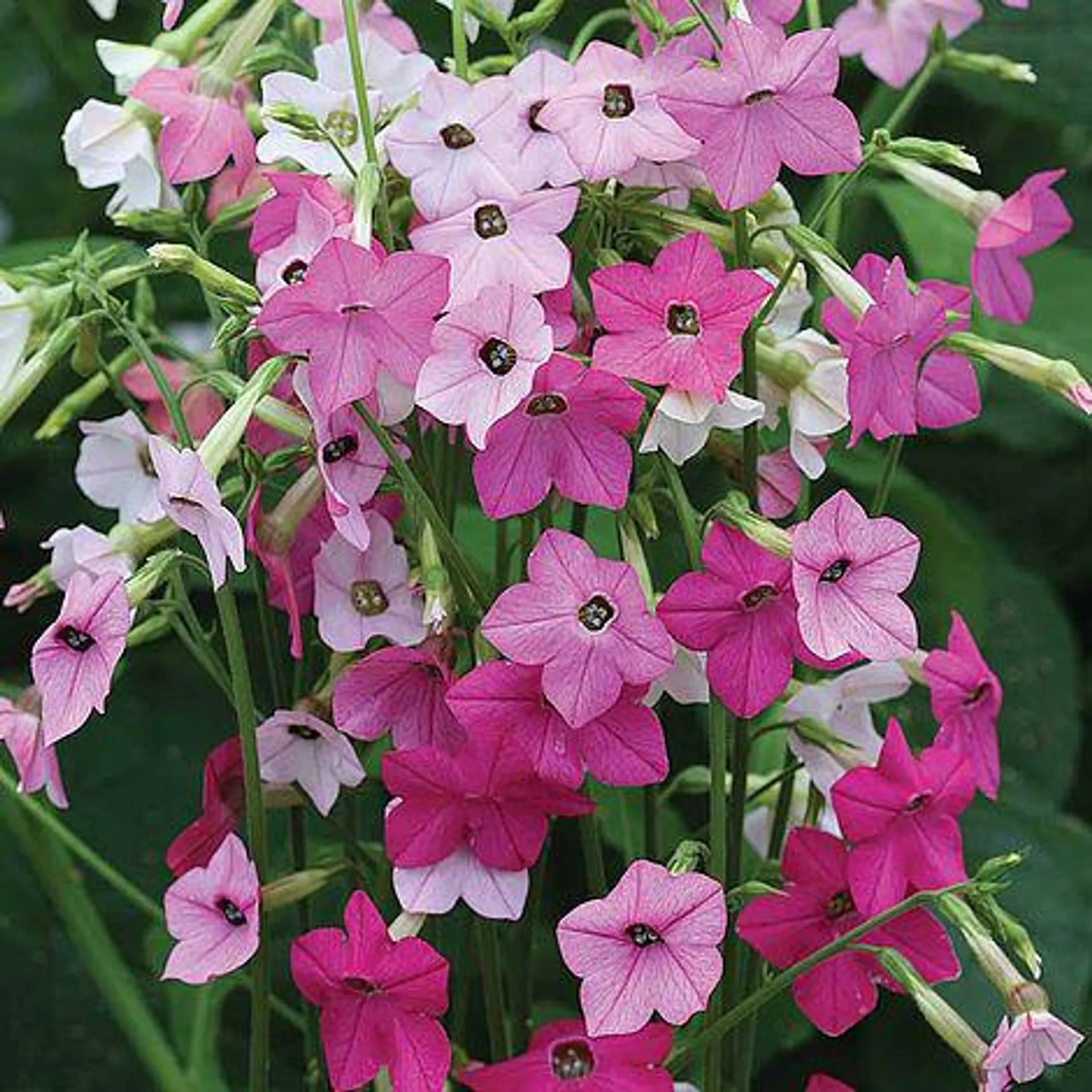 Nicotiana x hybrida 'Whisper Mixed' F1 Hybrid - Seeds