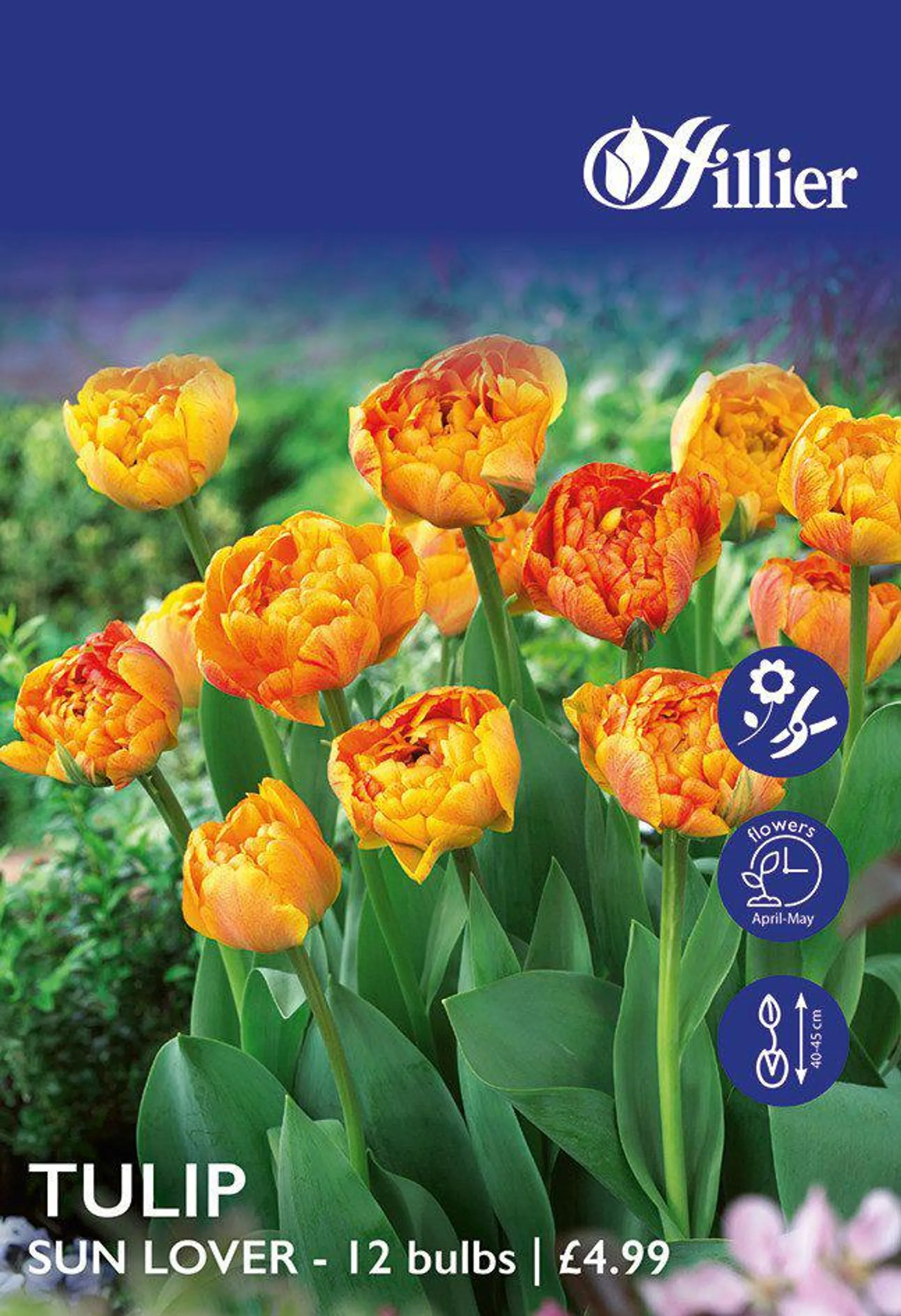 Tulip Bulbs Sun Lover