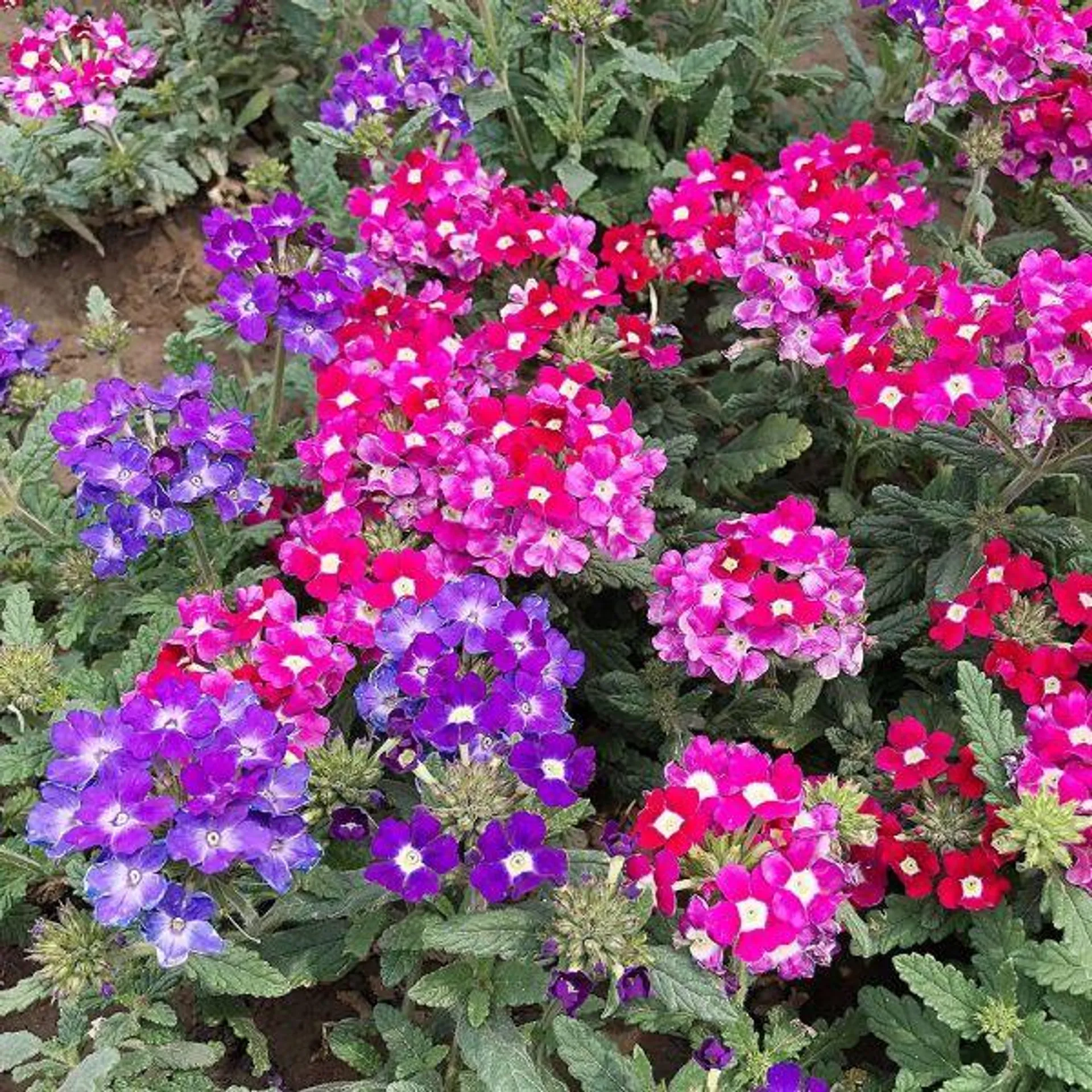 Verbena Mixed 6 Pack