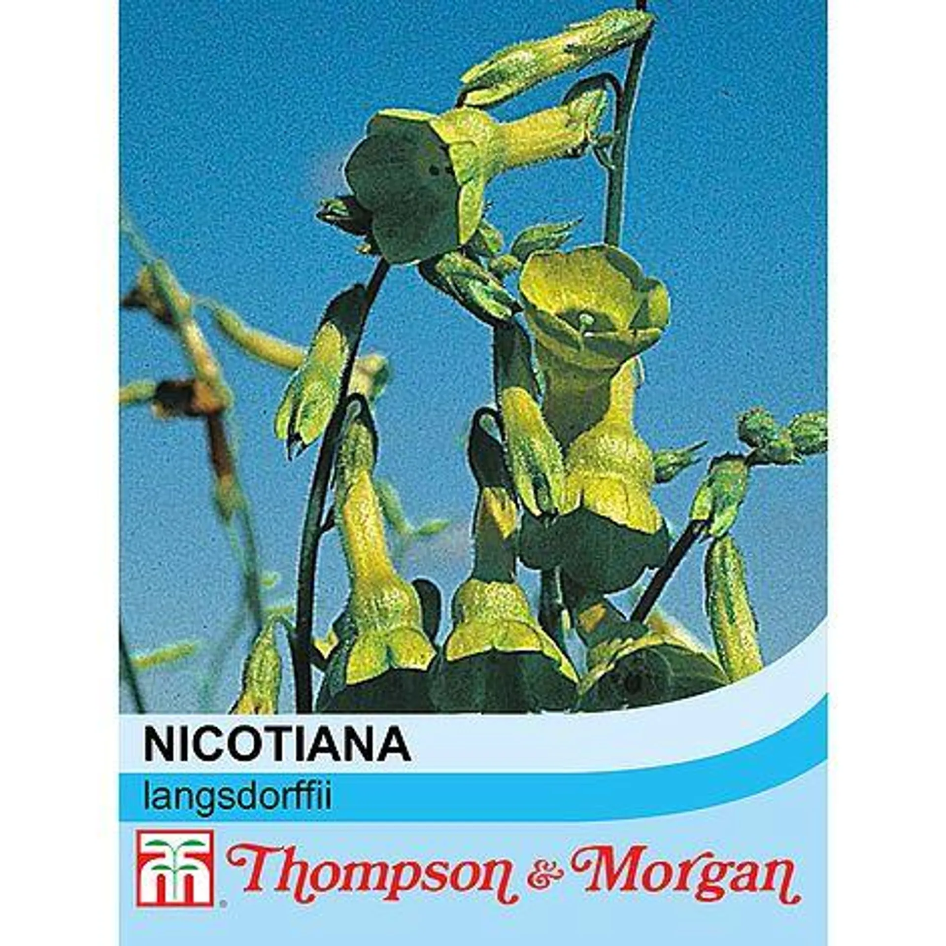 Nicotiana langsdorffii - Seeds