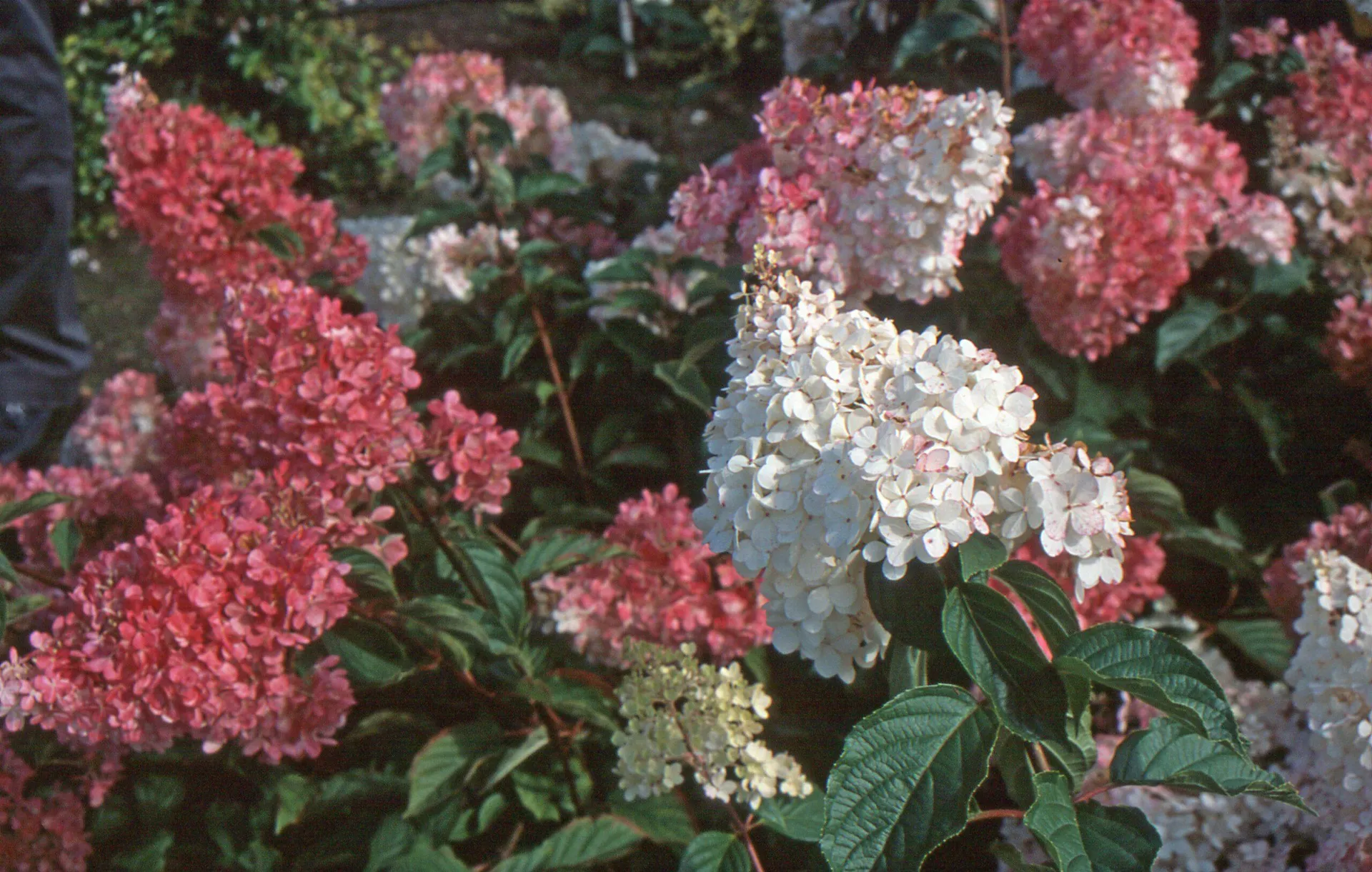 Hydrangea paniculata ‘Vanille Fraise’ 3L