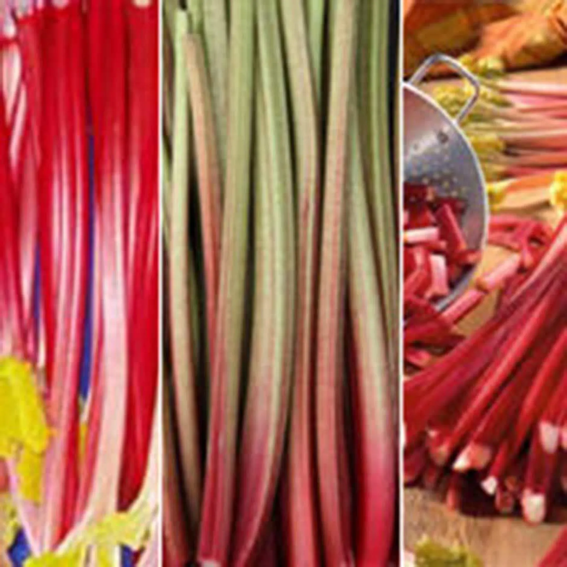 Three colours red rhubarb collection