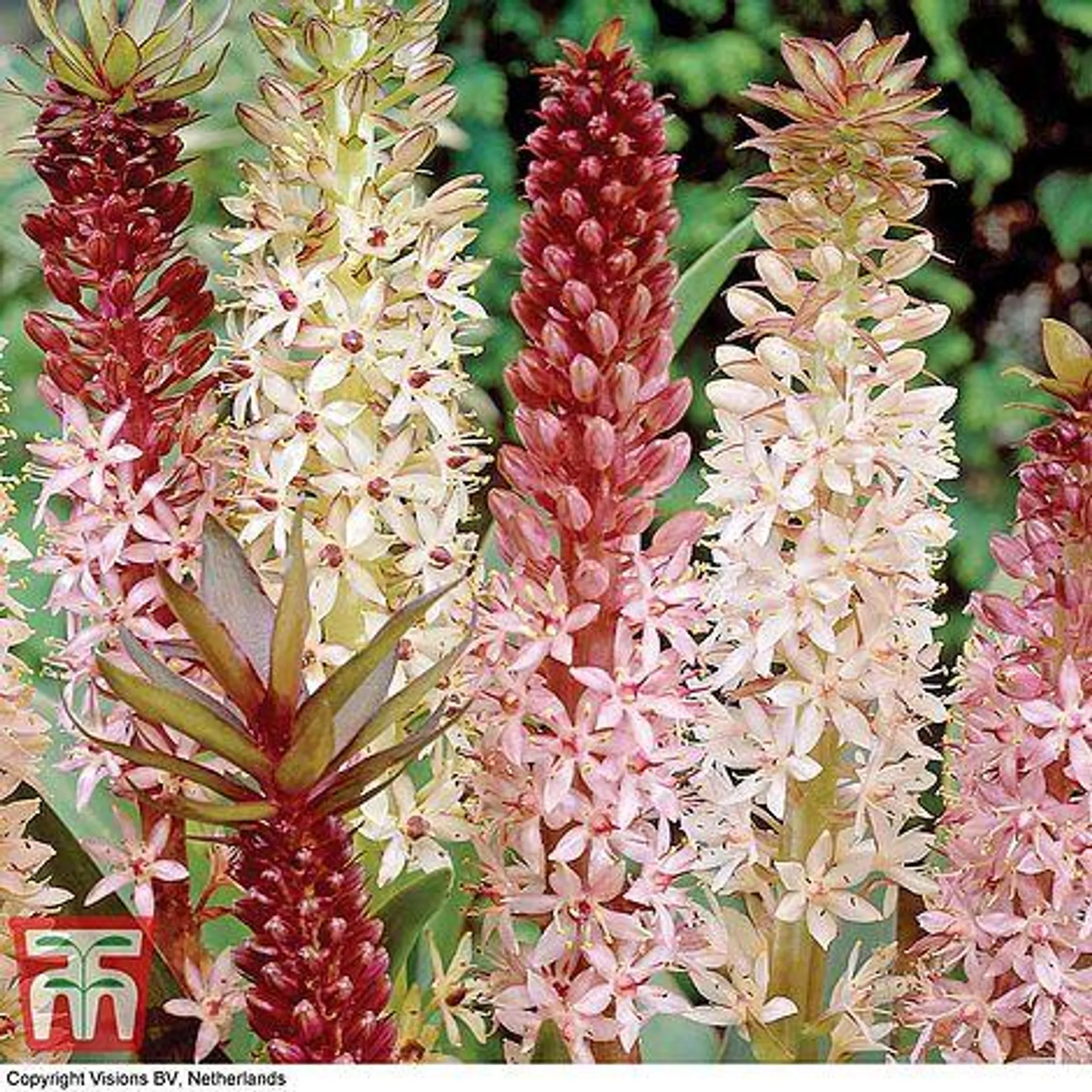 Eucomis hybrids Mixed - Seeds