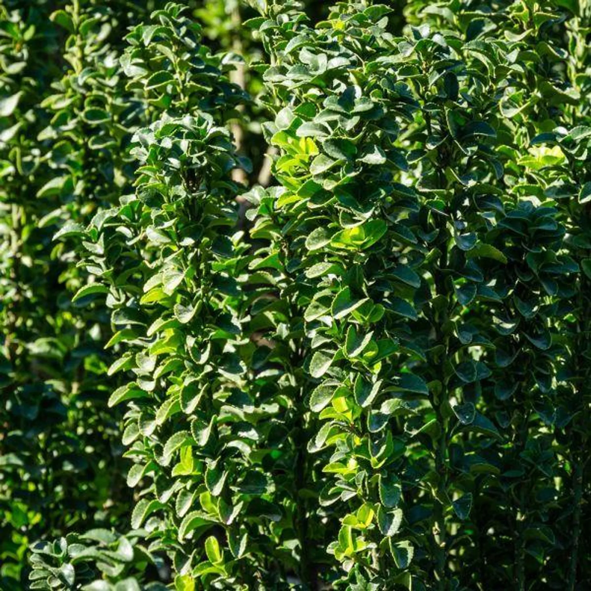 Euonymus Benko Masaki 15 Litre